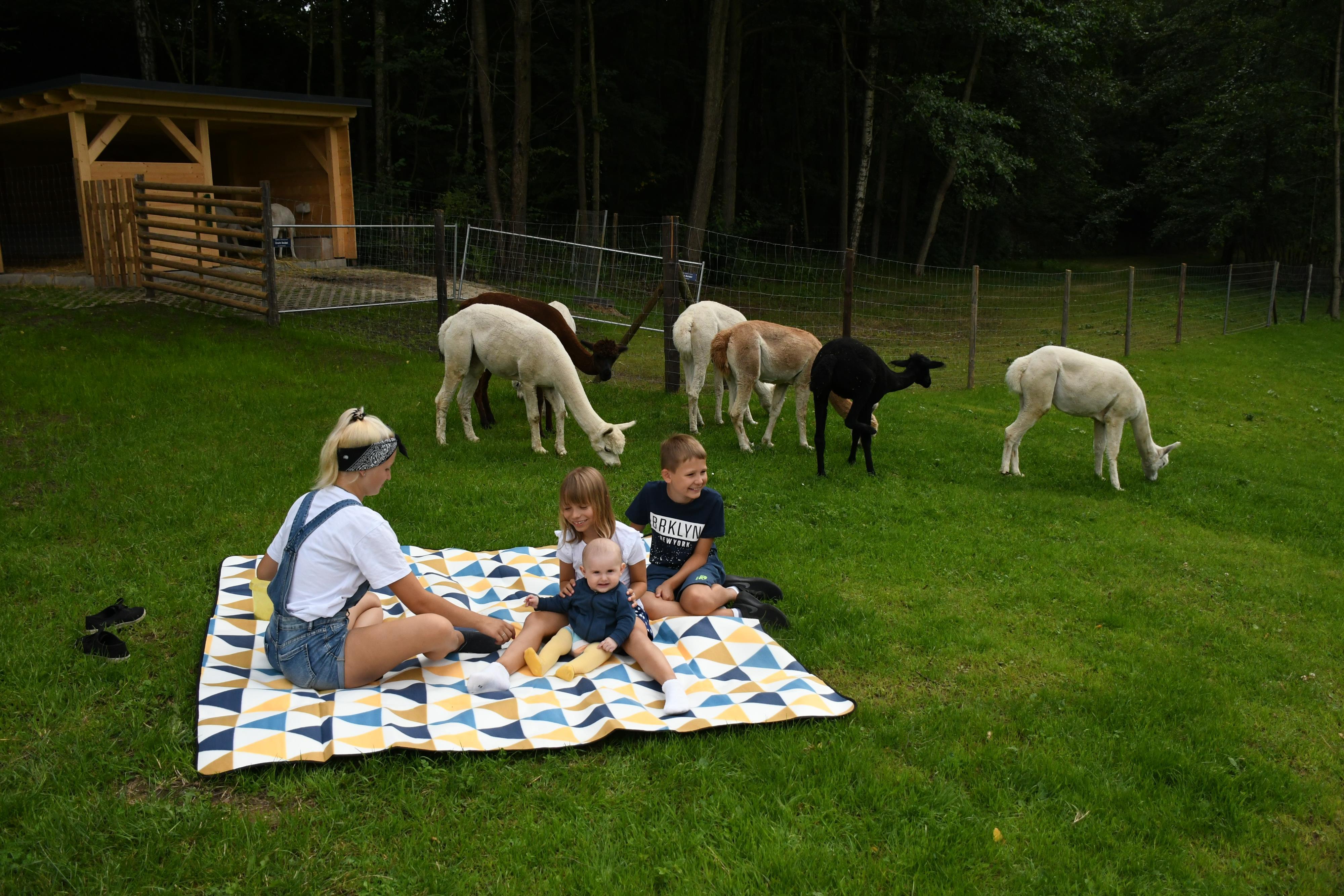 Picknick auf der Alpakaweide