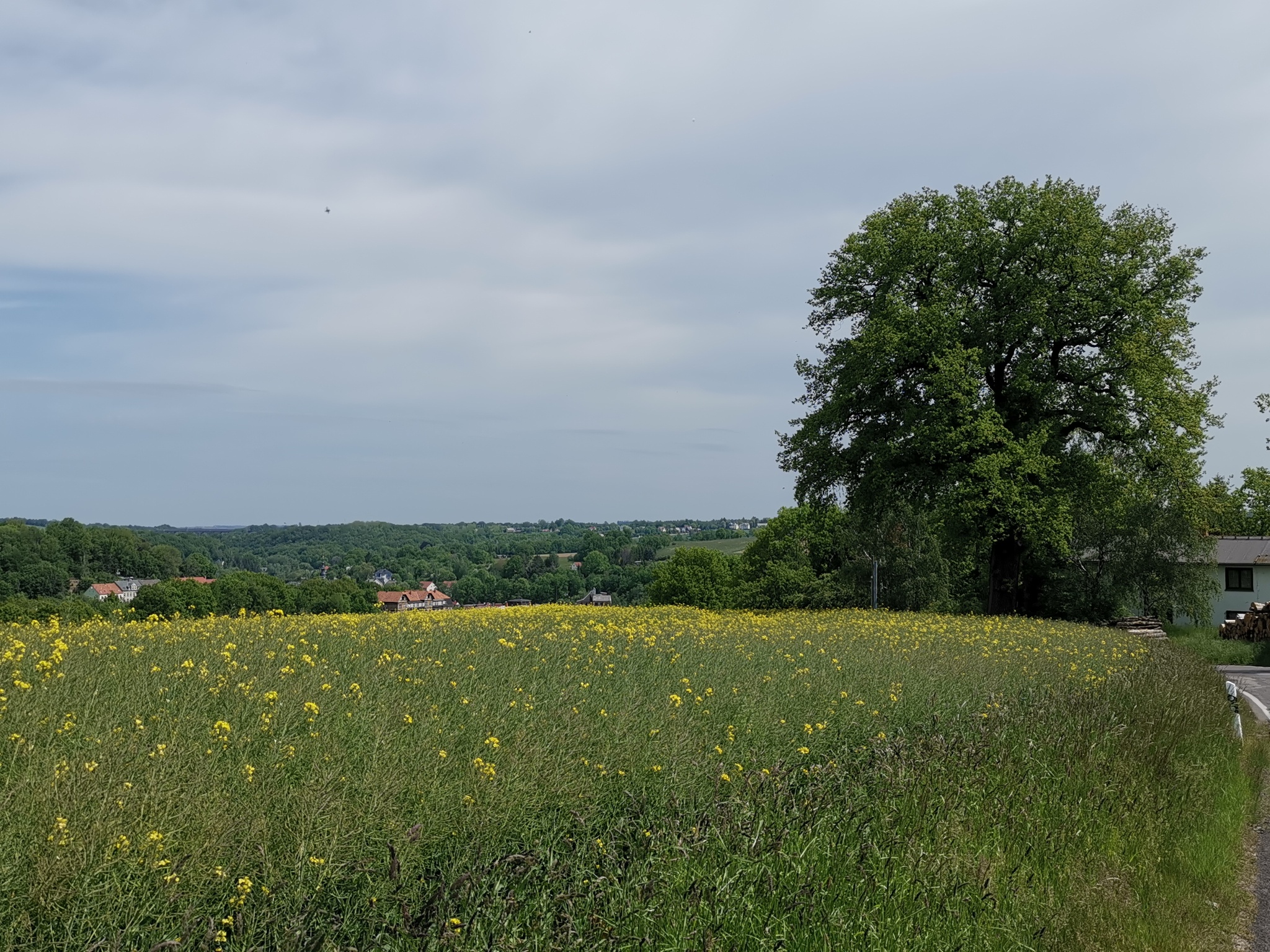 Schiller-Eiche Lunzenau – Motiv