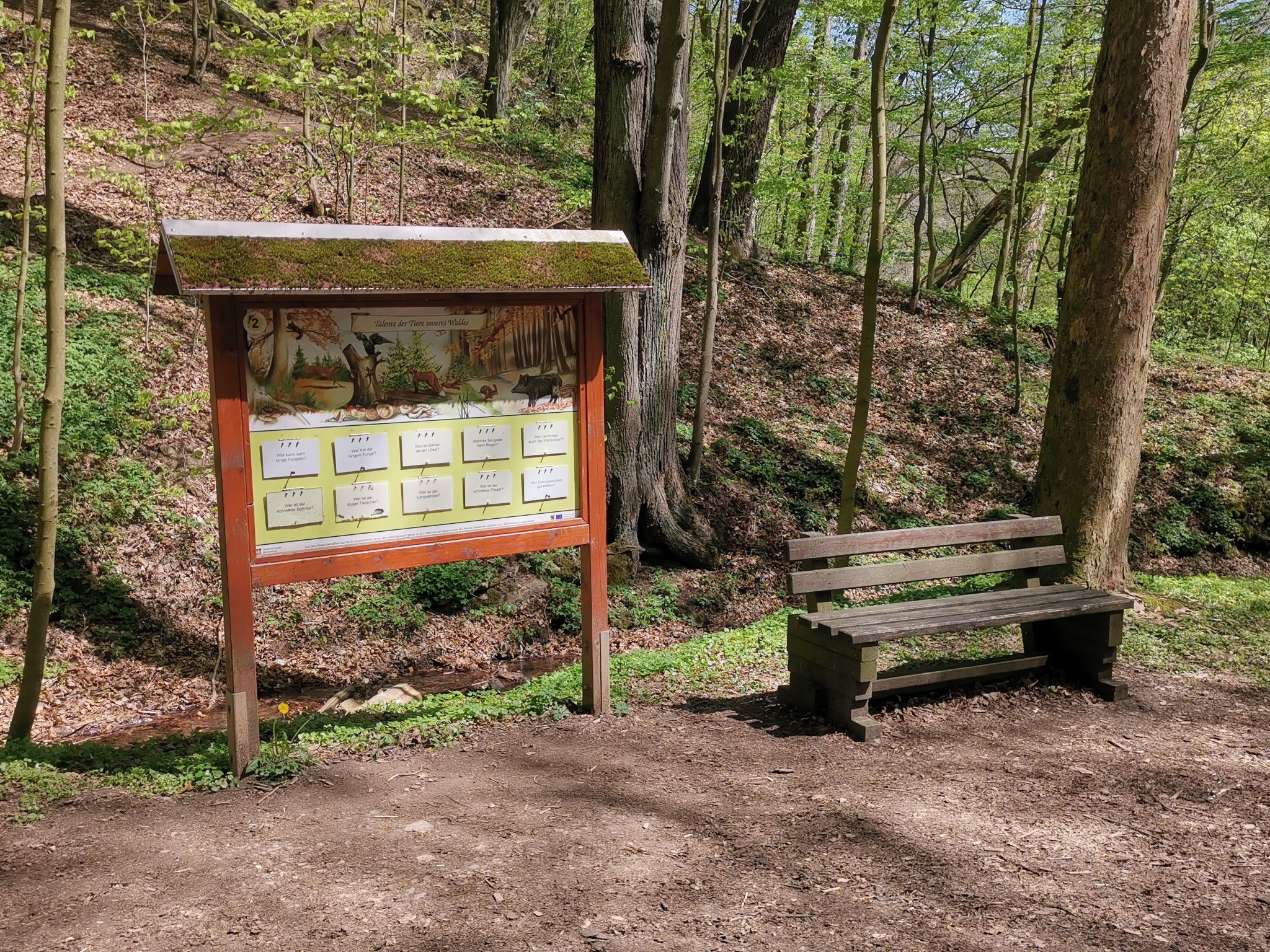 Walderlebnispfad Wechselburg – Station 2 – Motiv