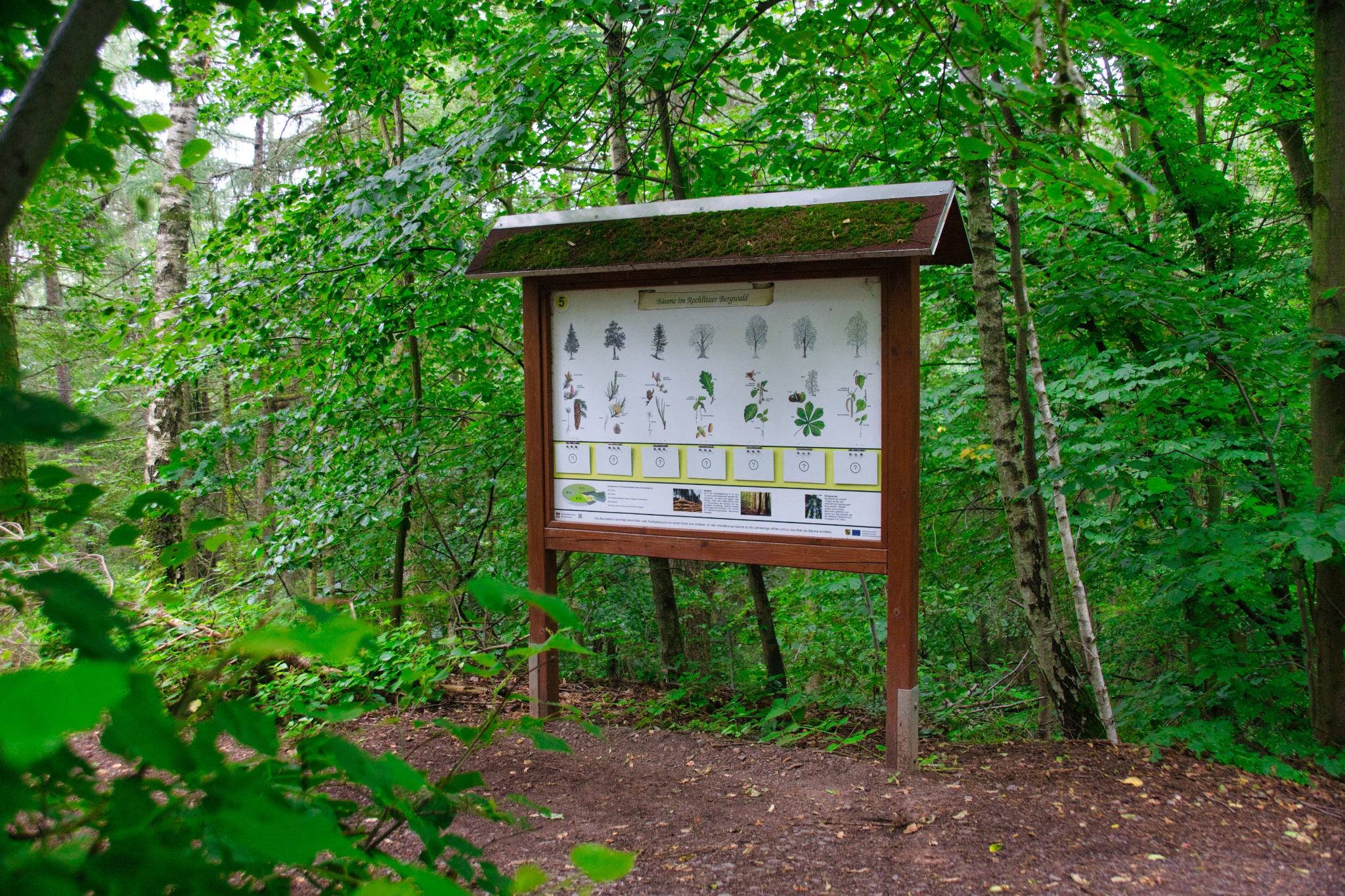 Walderlebnispfad Wechselburg – Station 5 – Motiv