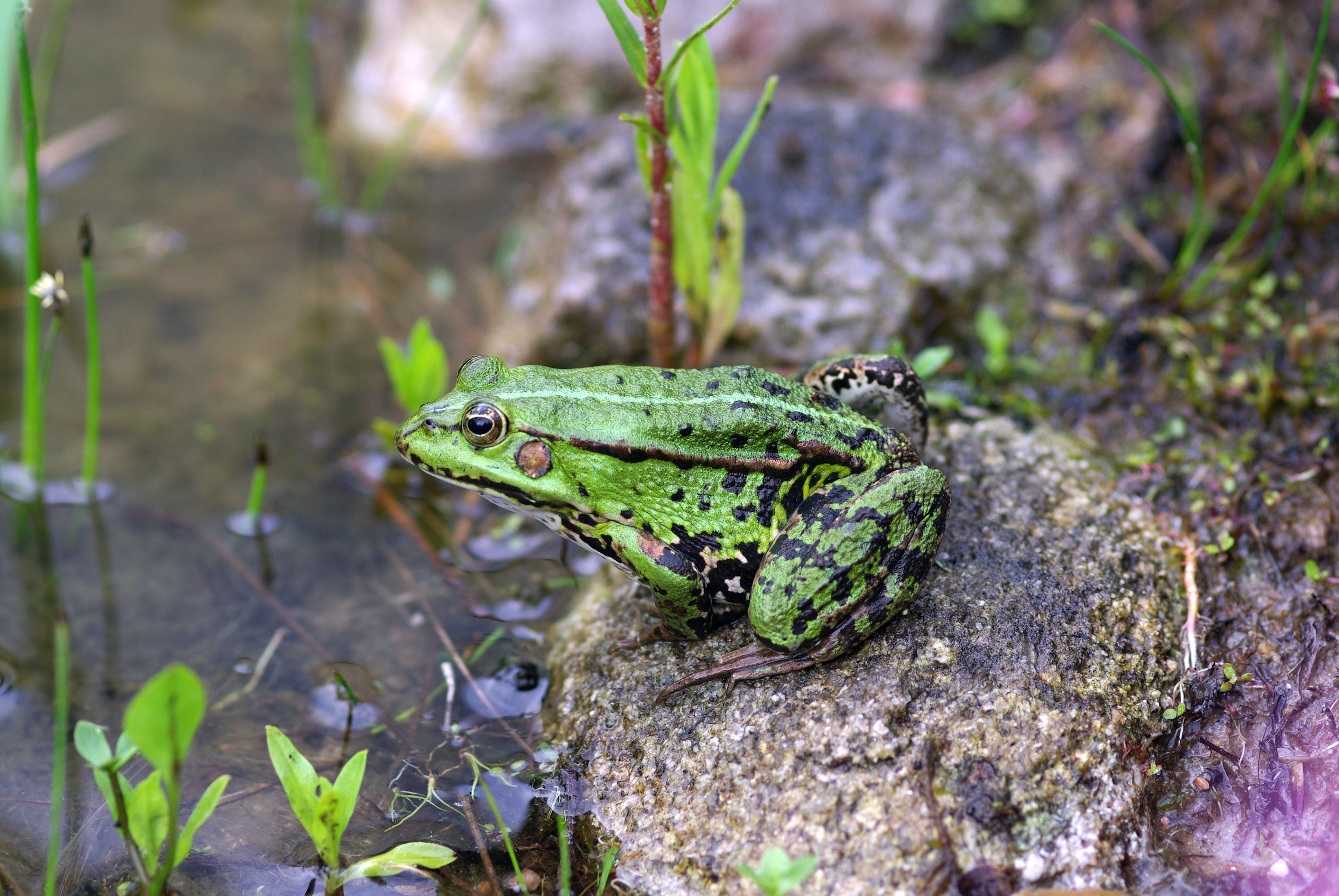 Naturgarten Radtke