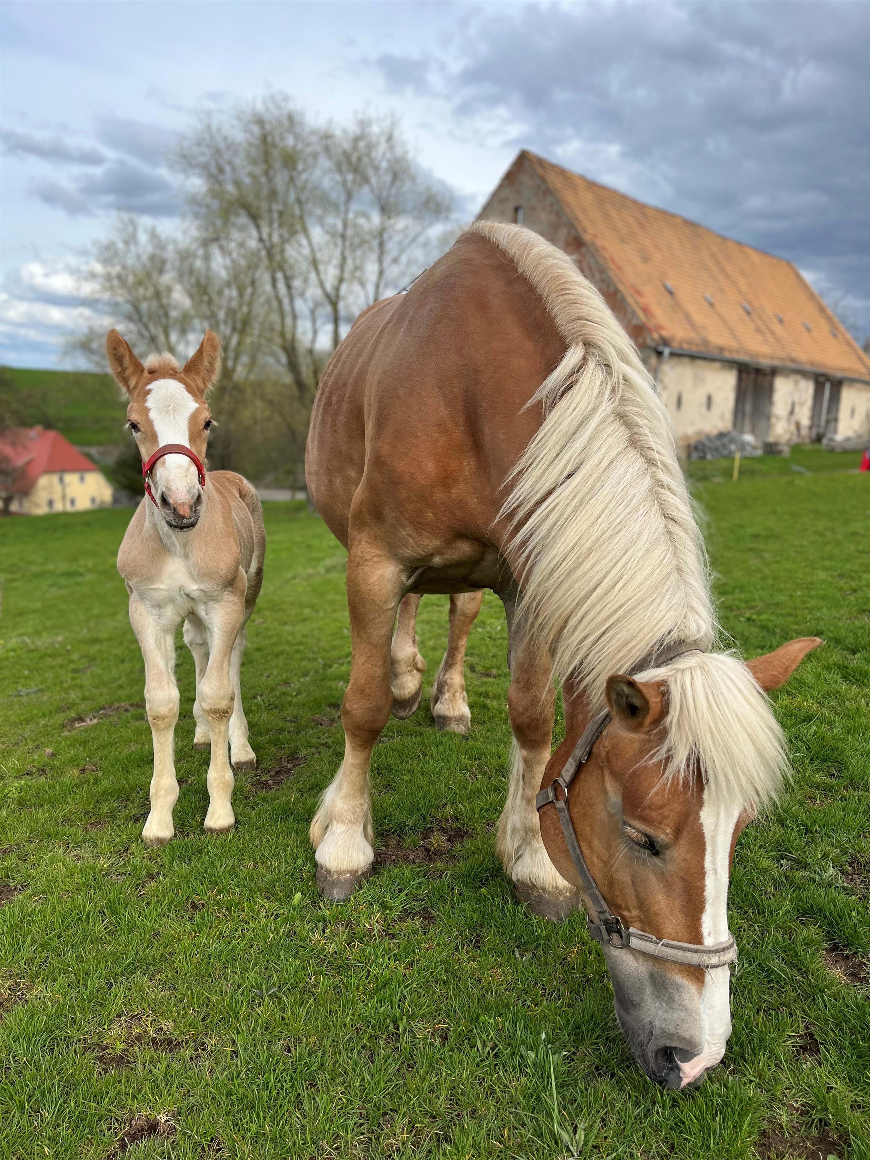 Pferde Elina und Odin