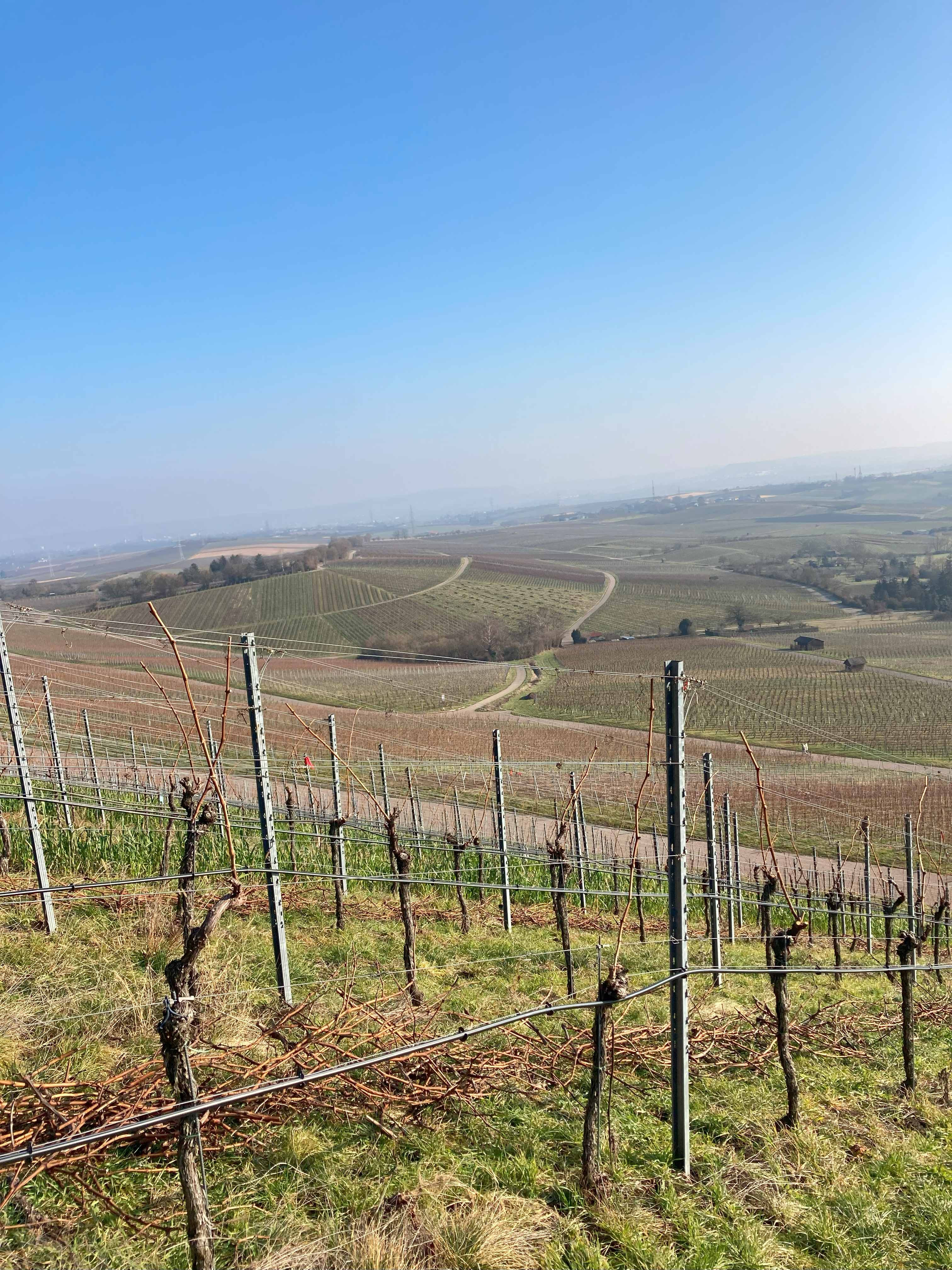 Weinberge | WEF Nicole Betz