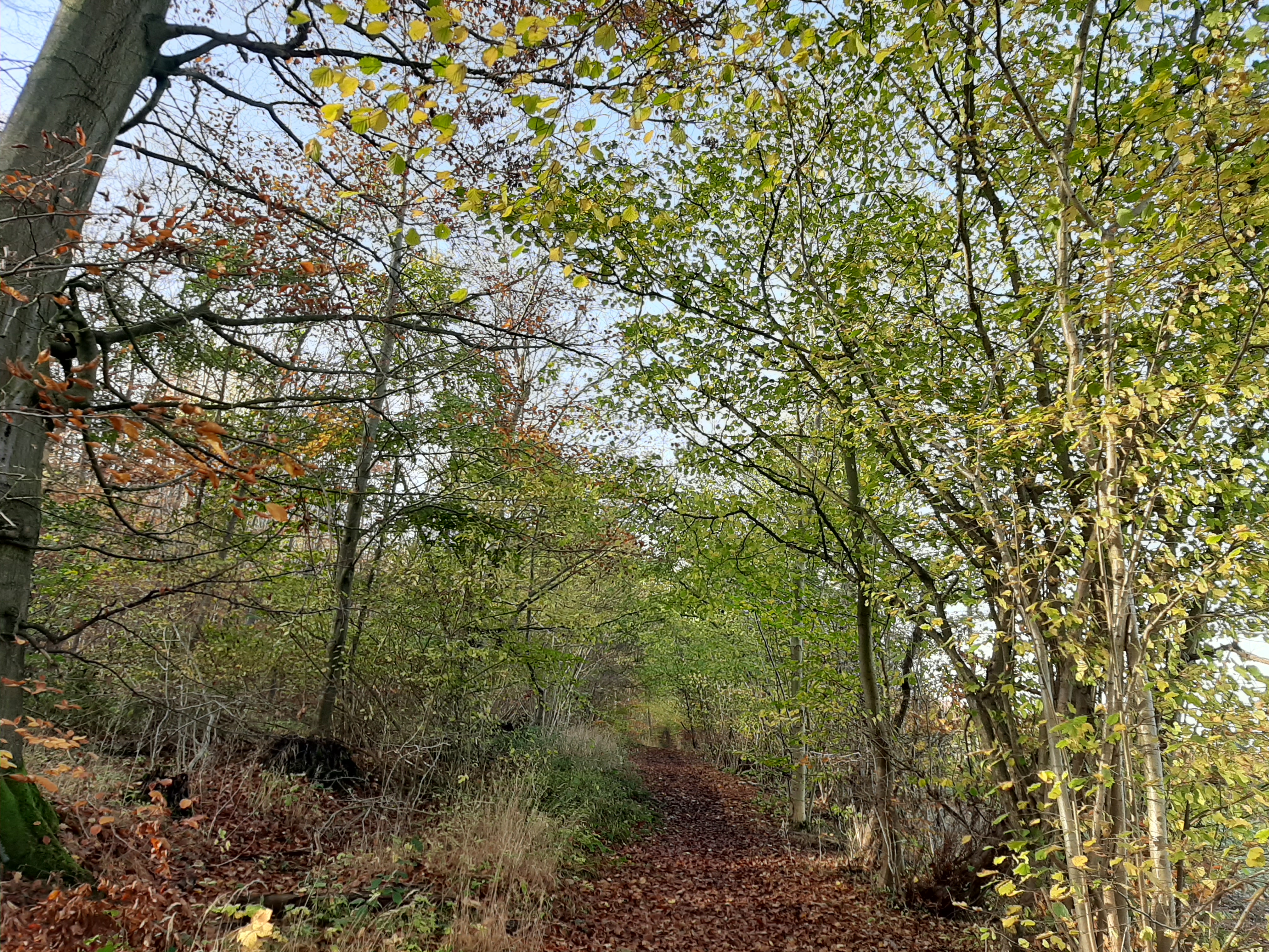 Naturpark Elm Lappwald Höhenzug