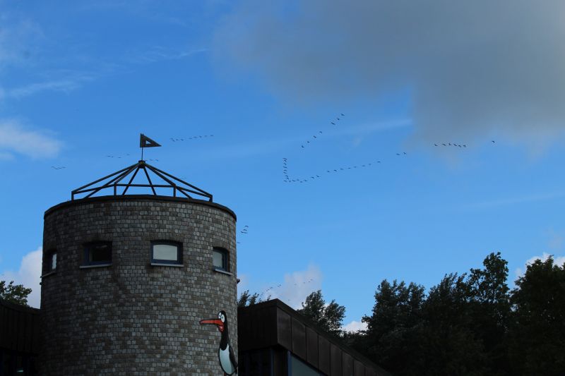 Natureum Zugvögel