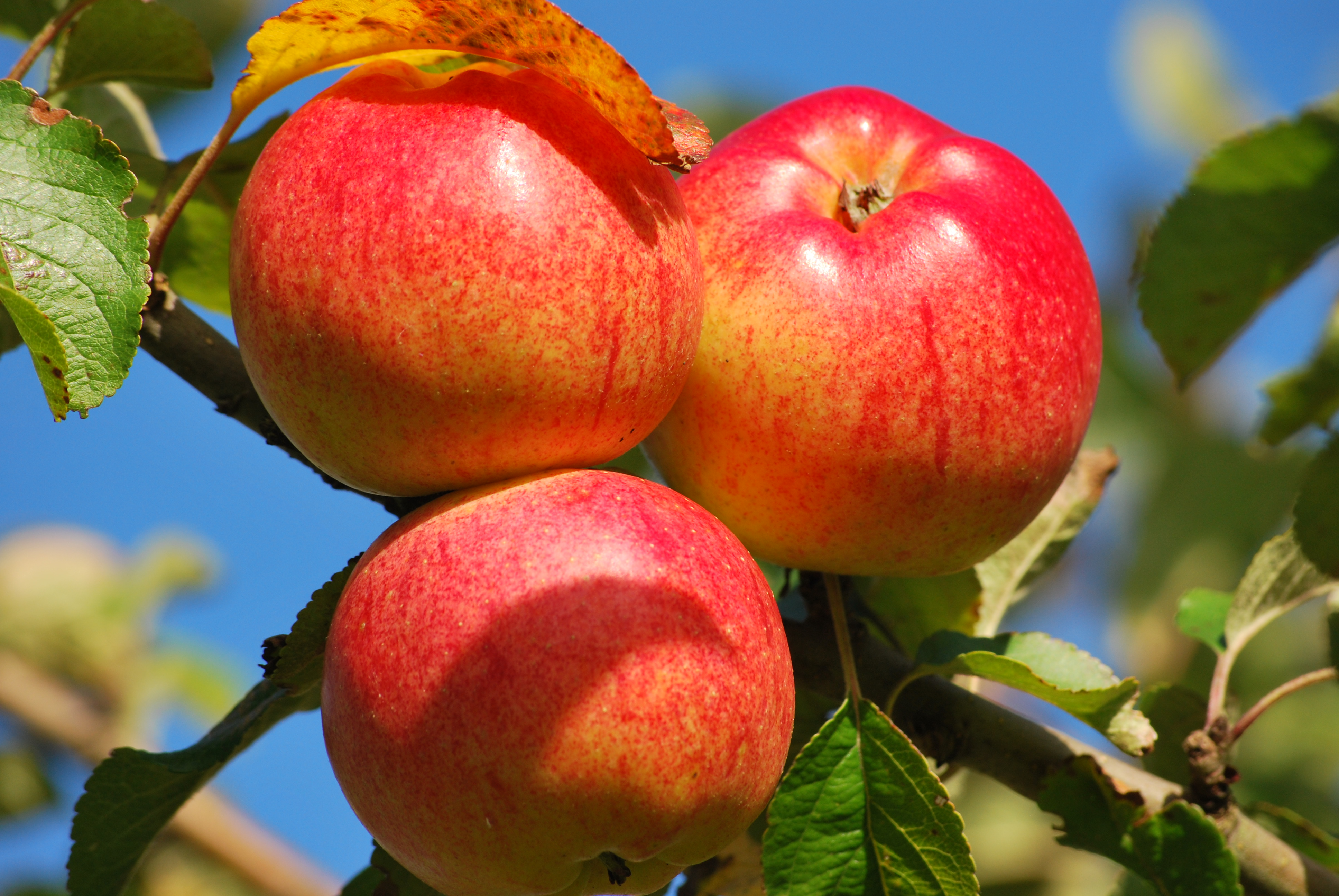 Deutsch-Dänisches Apfel-Festival