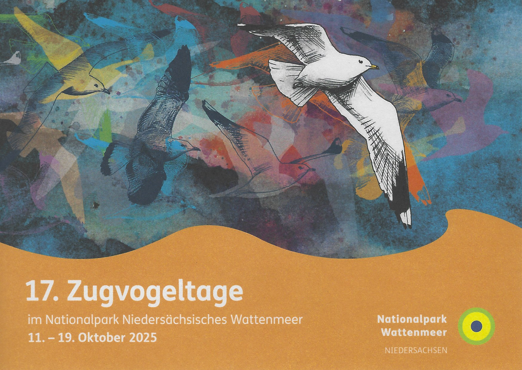 Die Sturmmöwe ist ein verbreiteter Vögel an der Küste und im Nationalpark Wattenmeer.