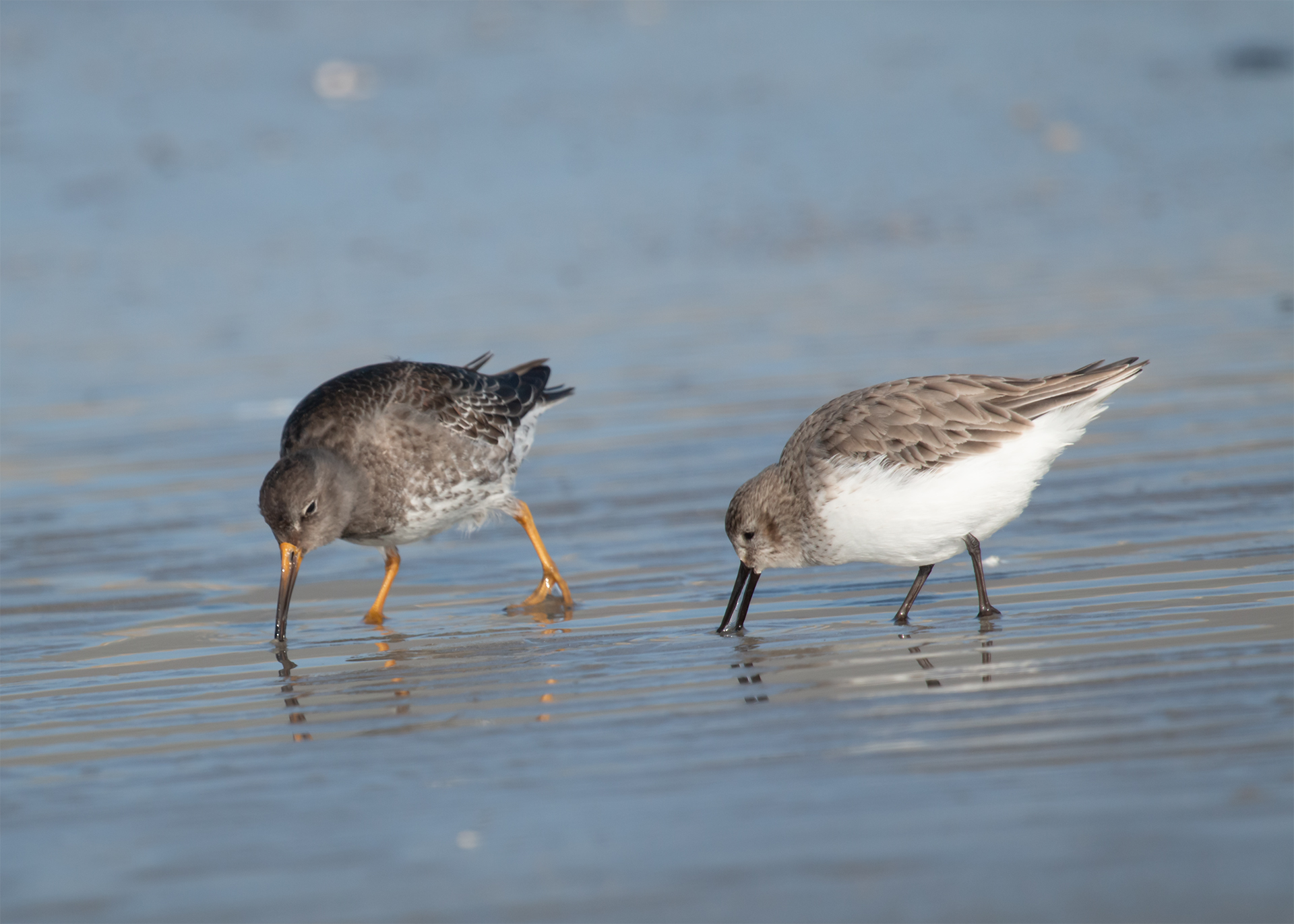 Meerstrandläufer_Sanderling_ThoA_IMG_2329-1_cut_Full HD.jpg