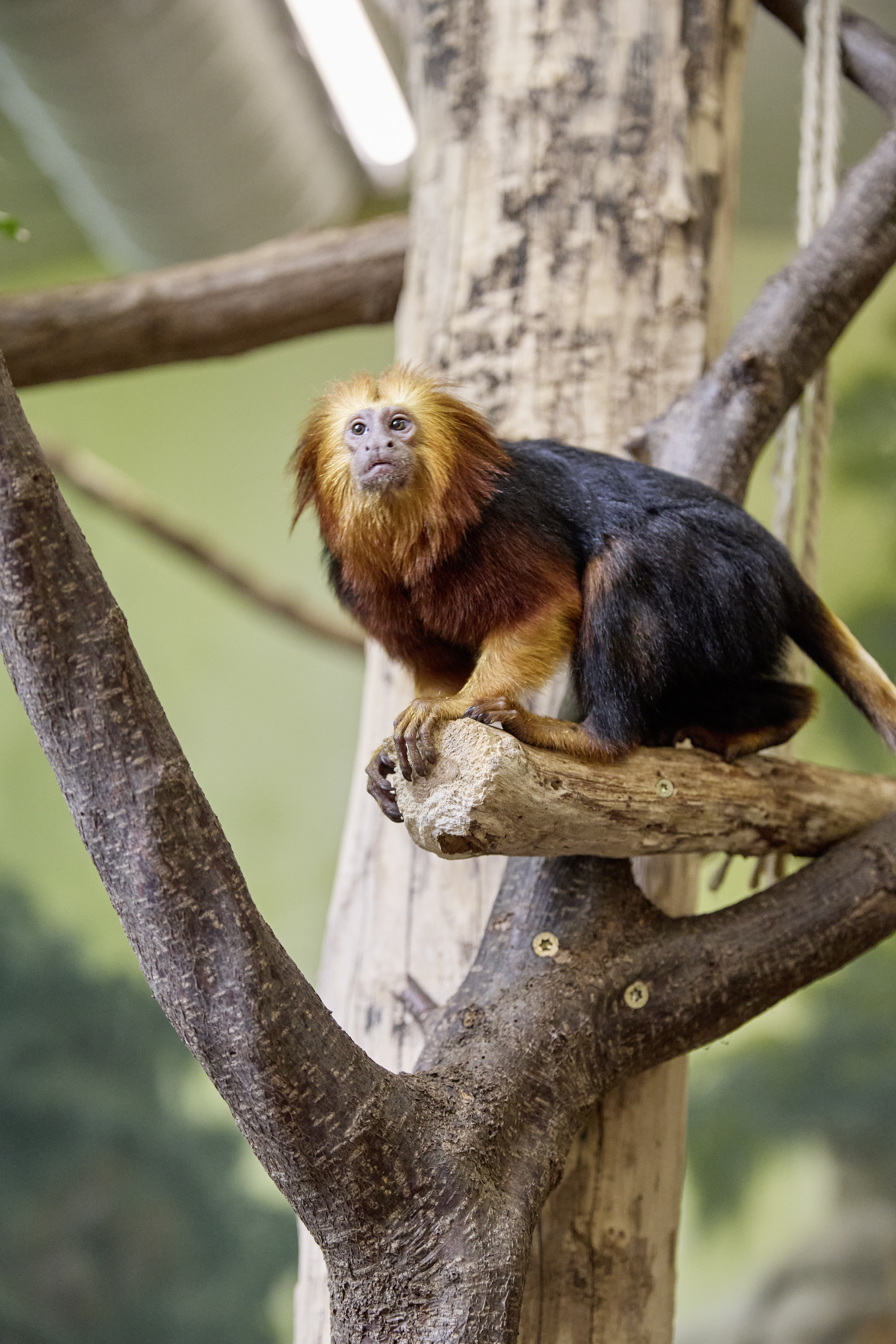 Tierpark Eilenburg – Motiv