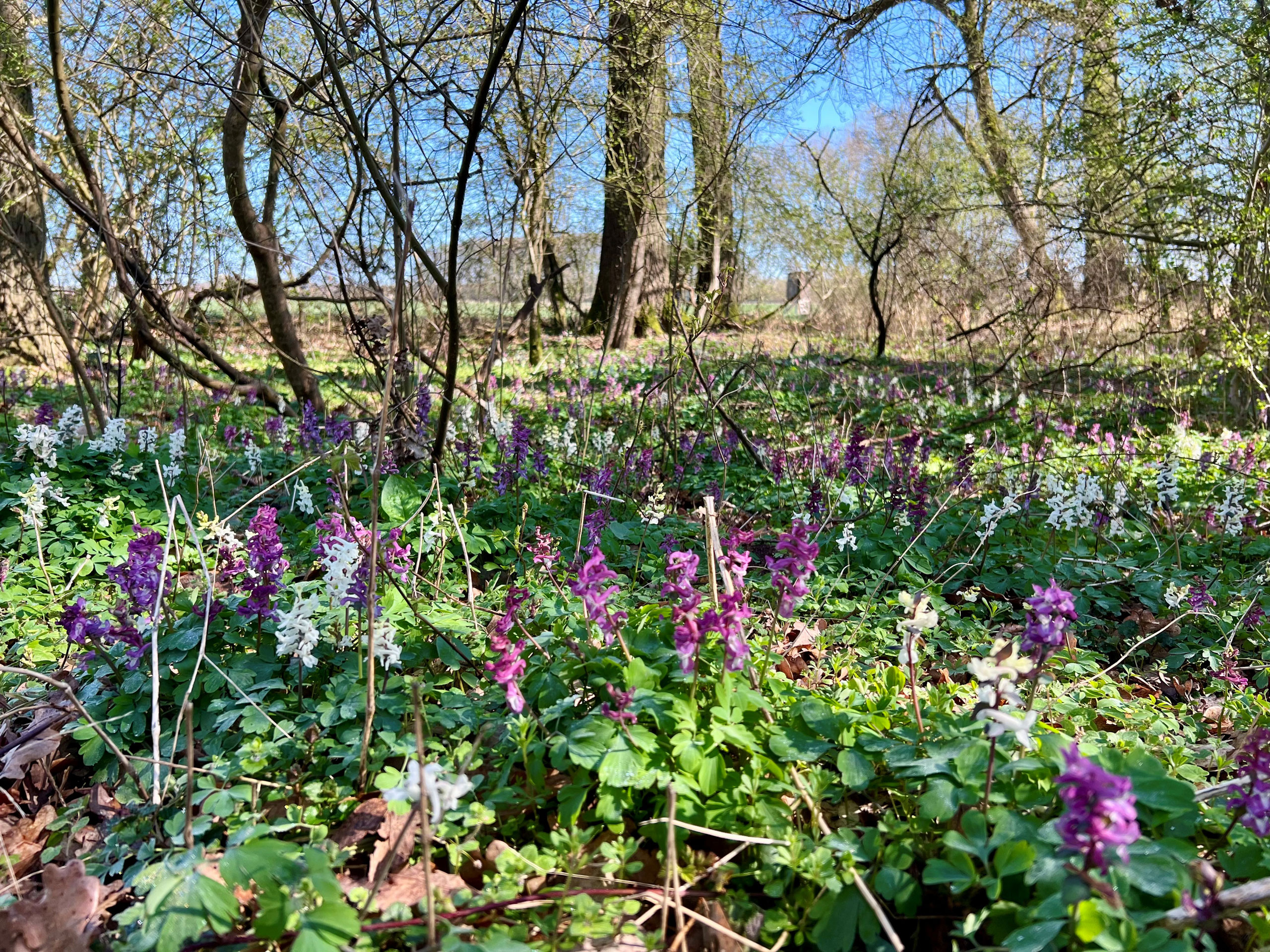 Lerchenspornblüte Alhuser Ahe bei Hassel (Weser)