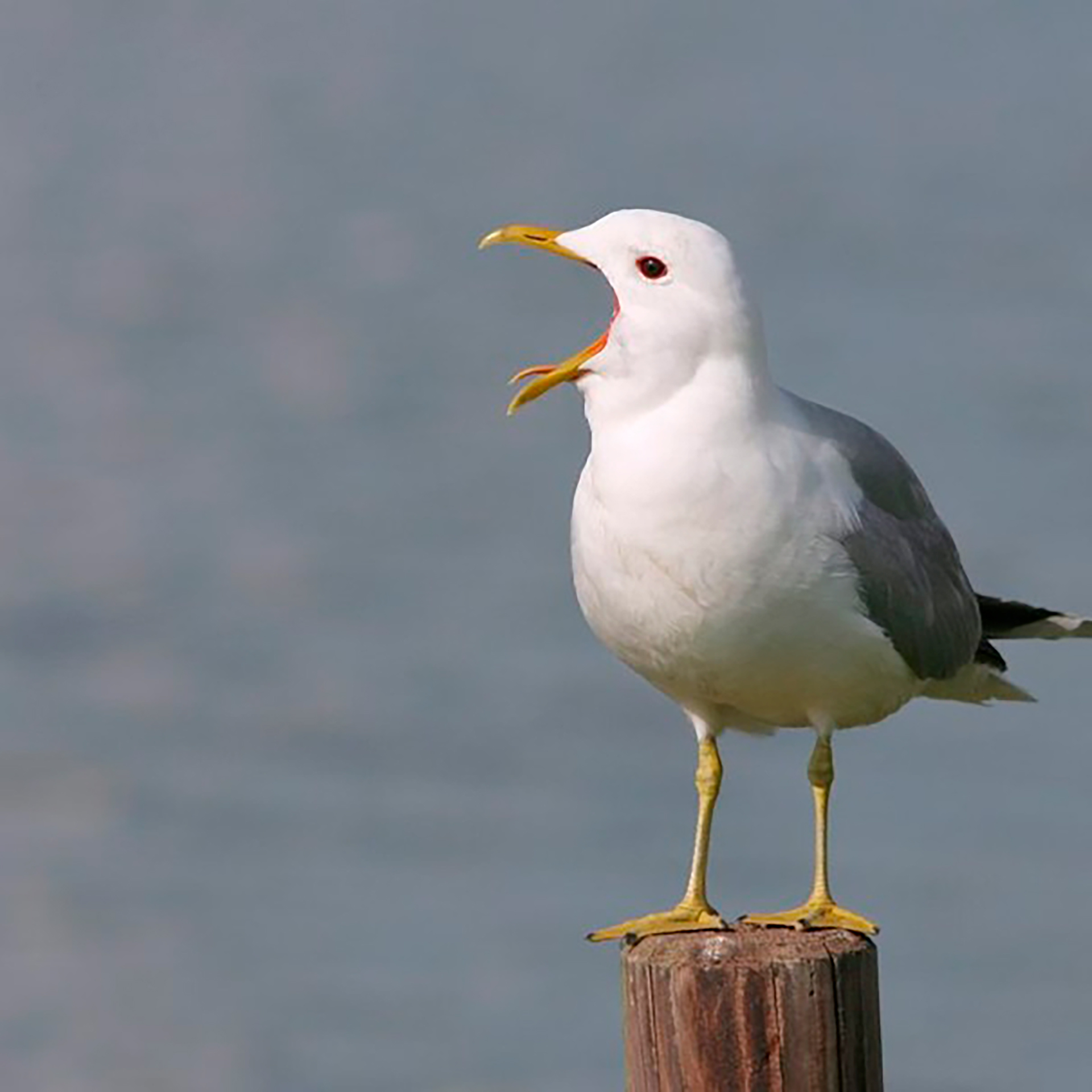 Sturmmöwe_Thorsten Krüger_FullHD.jpg