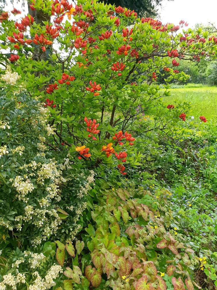 Garten Wilhelm