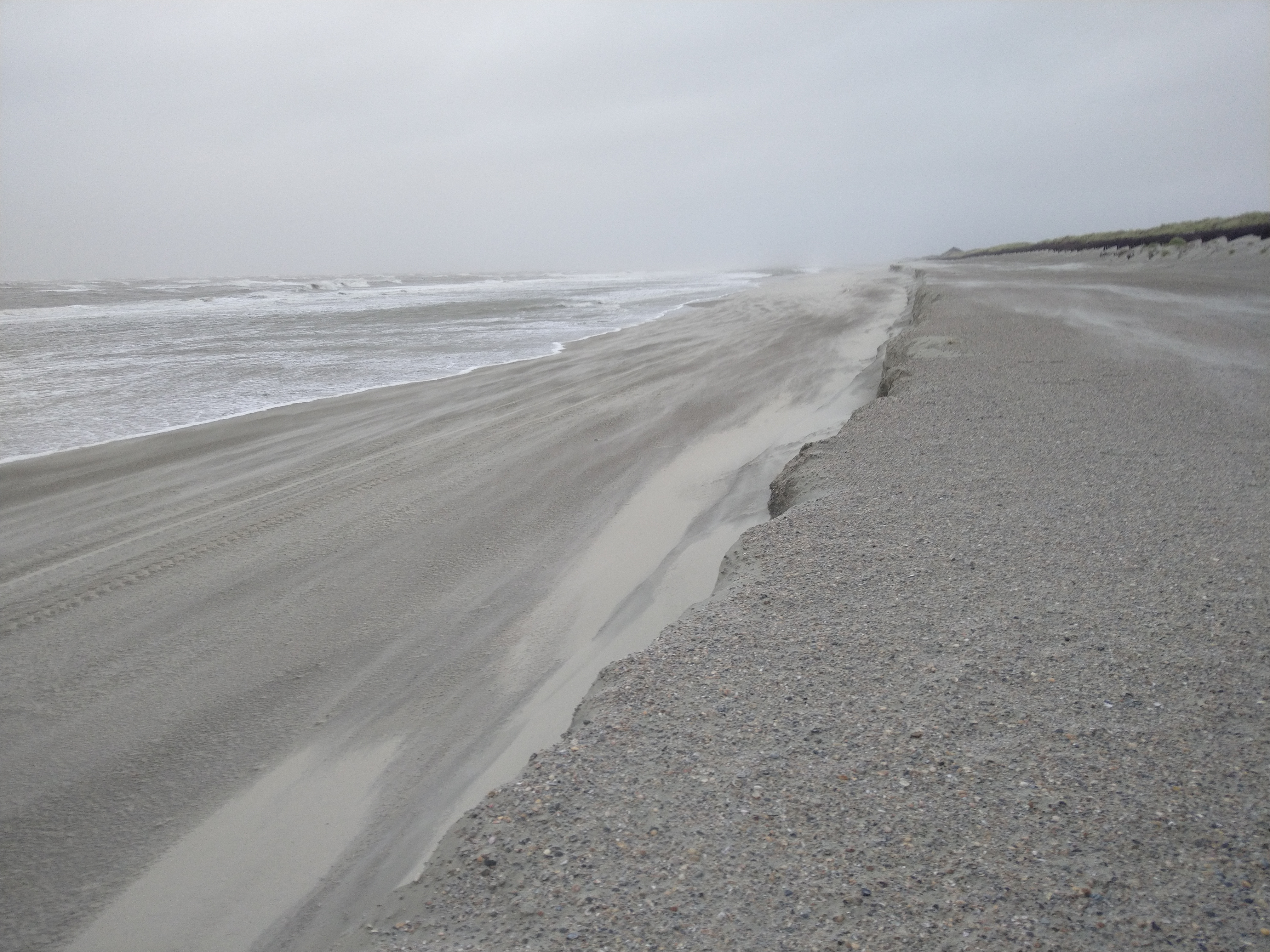 Für Vögel am Strand kein Spaziergang-1.jpg
