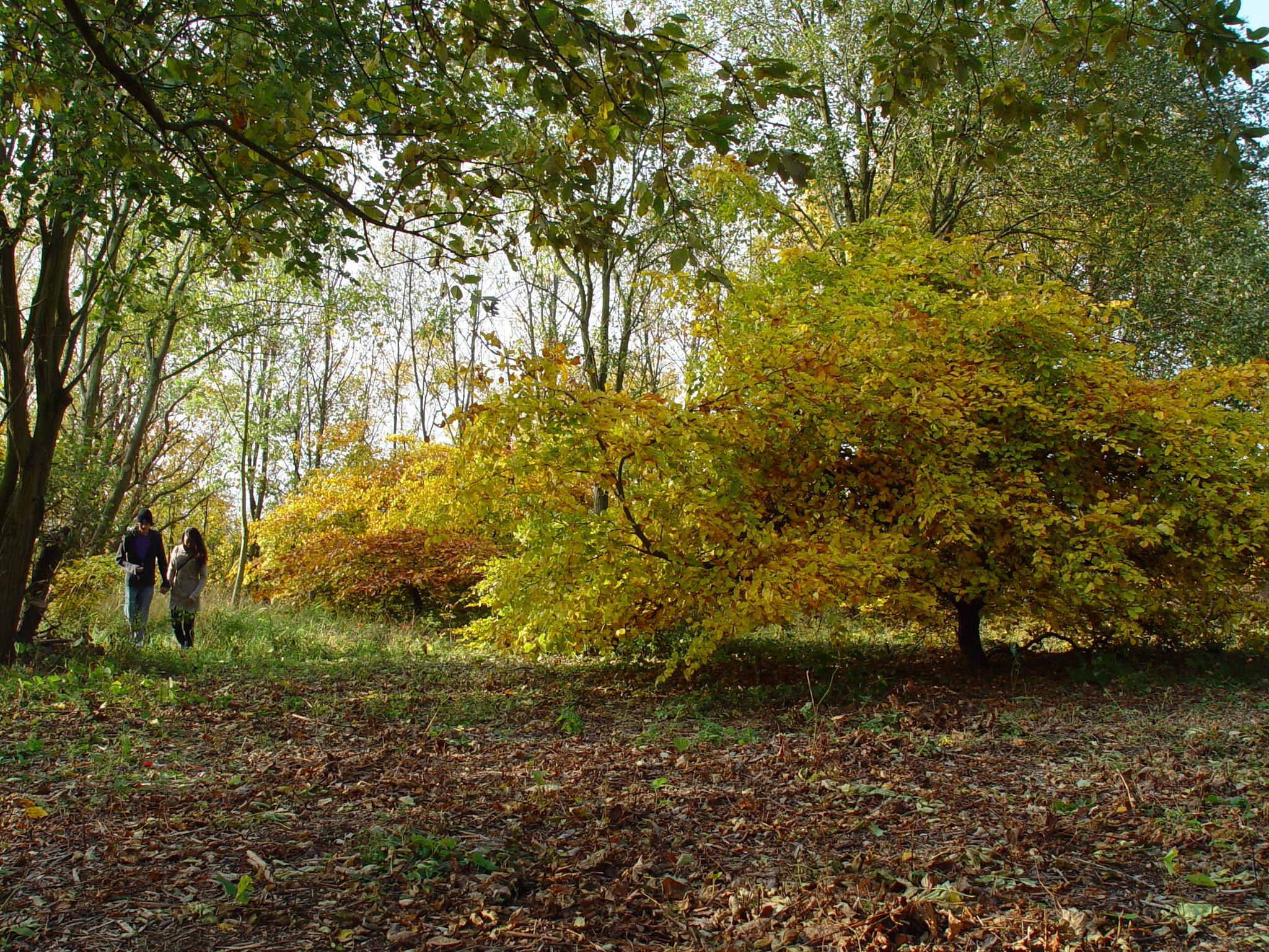 Süntel-Buchen Arboretum