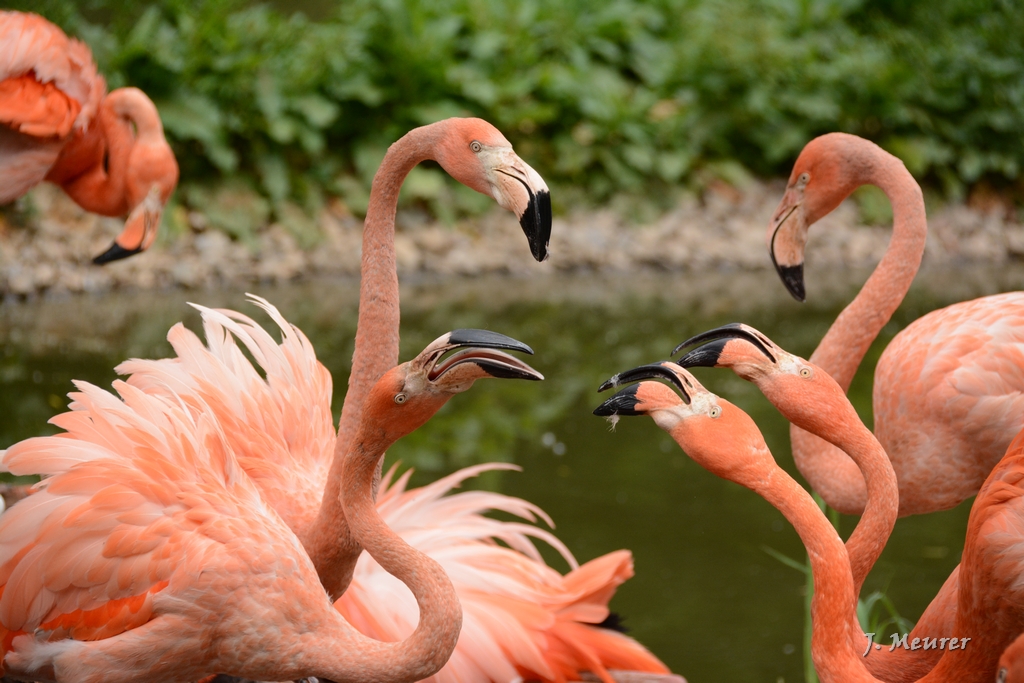 Amerika Tierpark Limbach-Oberfrohna – Motiv