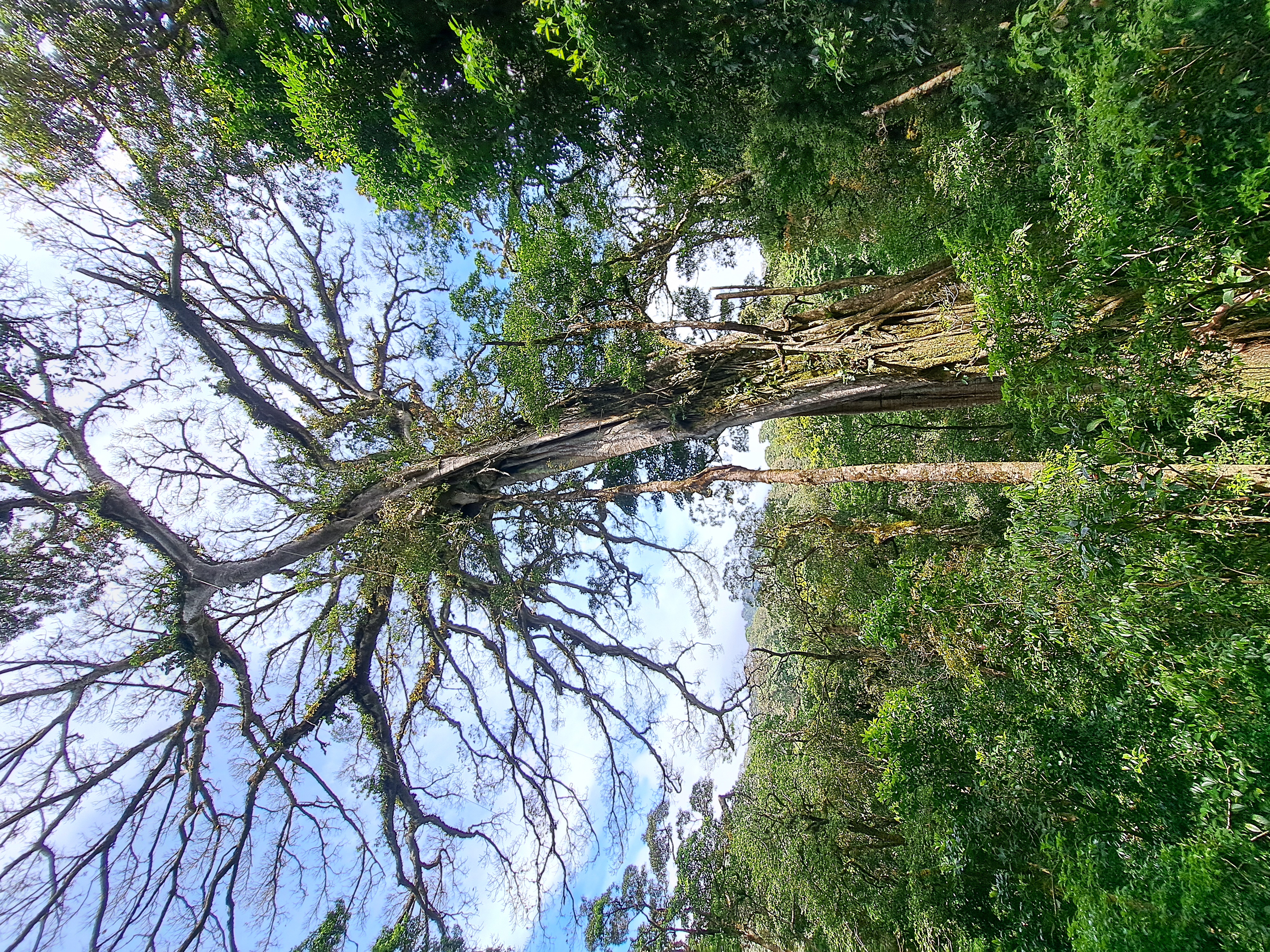 Regenwald Monteverde.jpg