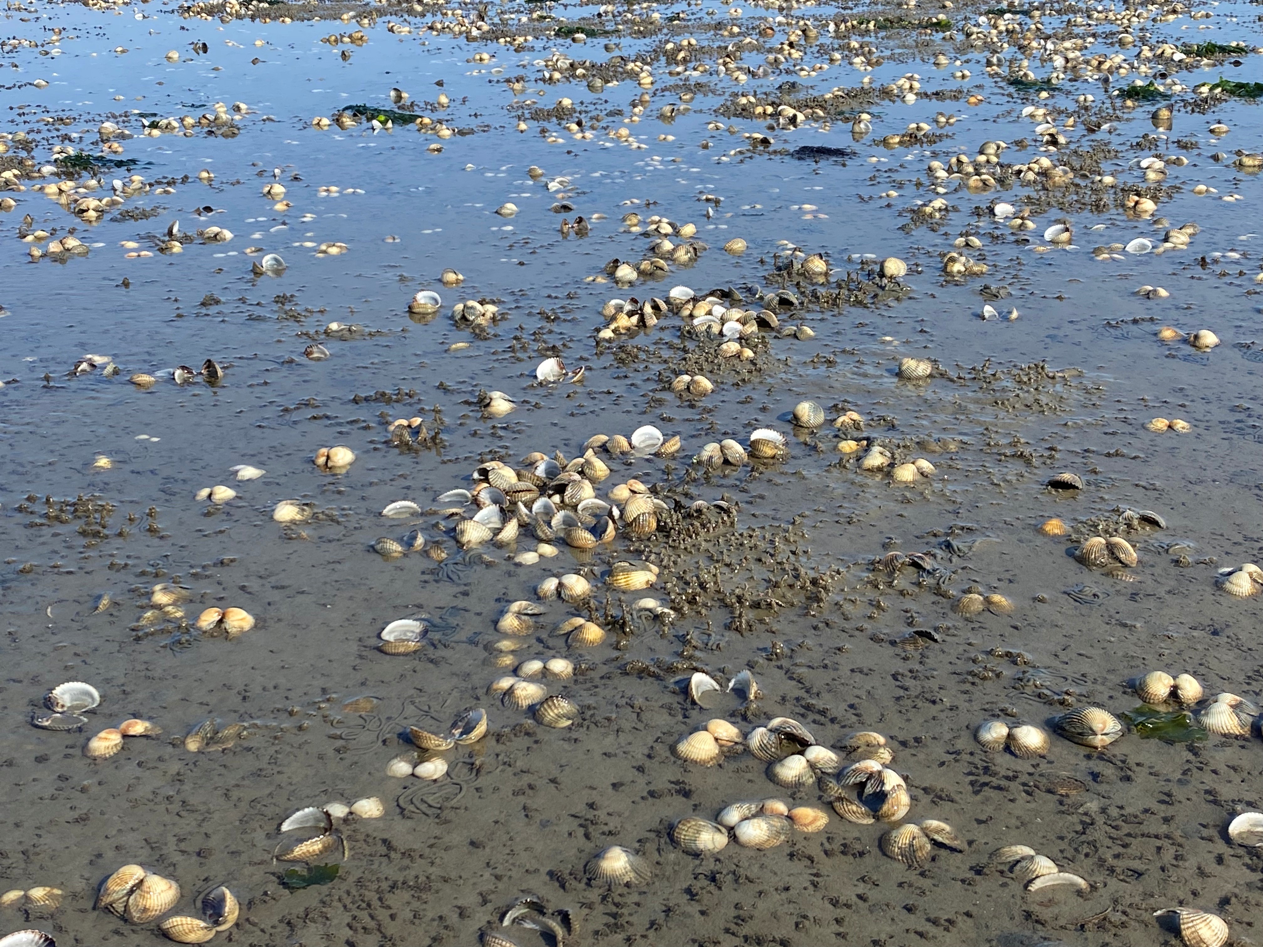 Wattwanderung zur Muschelbank