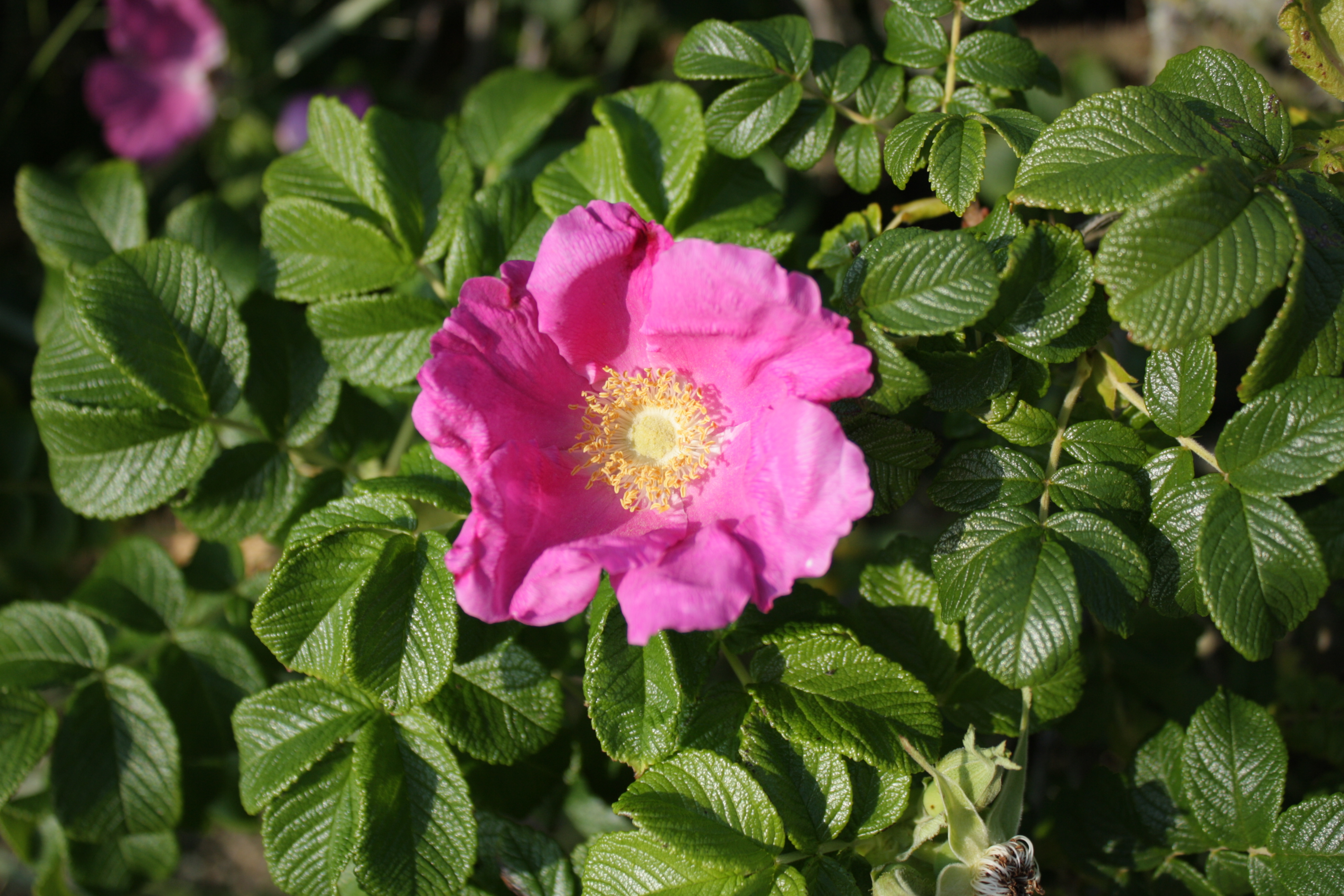 Kartoffelrose Blüte_Fiona Oerding (5).JPG