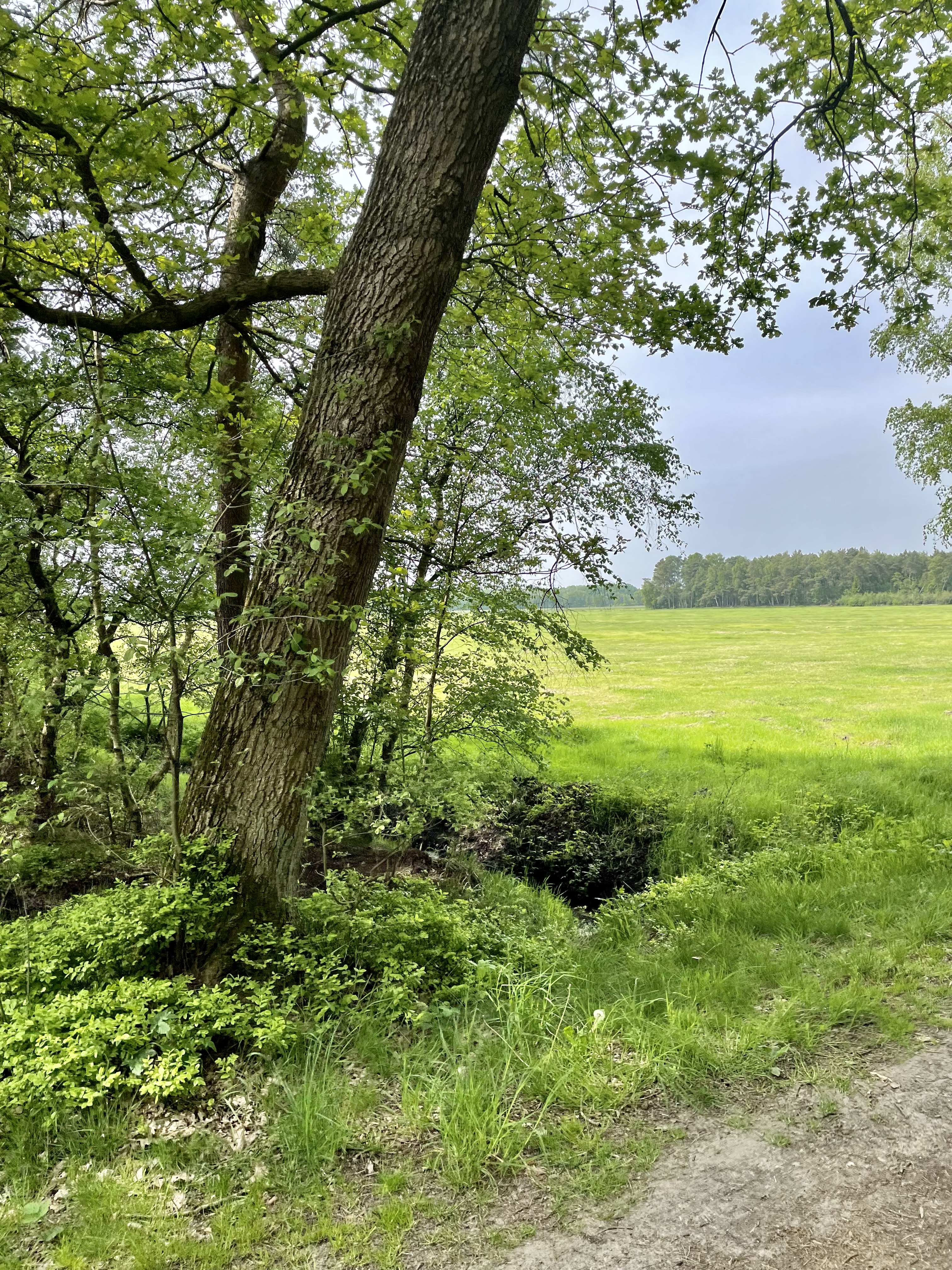 Vom Pastorenmoor zum Heidieksweg