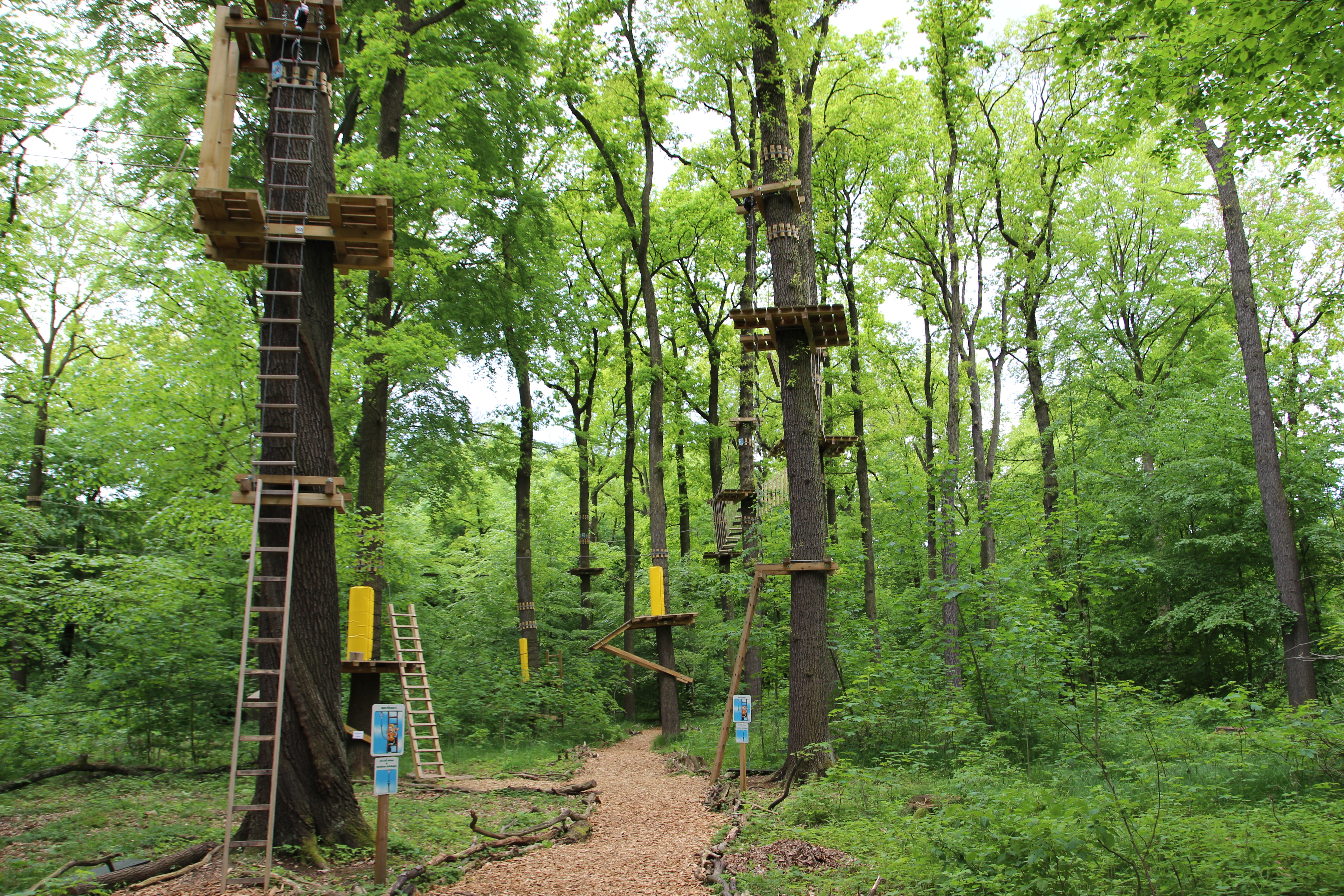 Kletterwald Königstein – Motiv