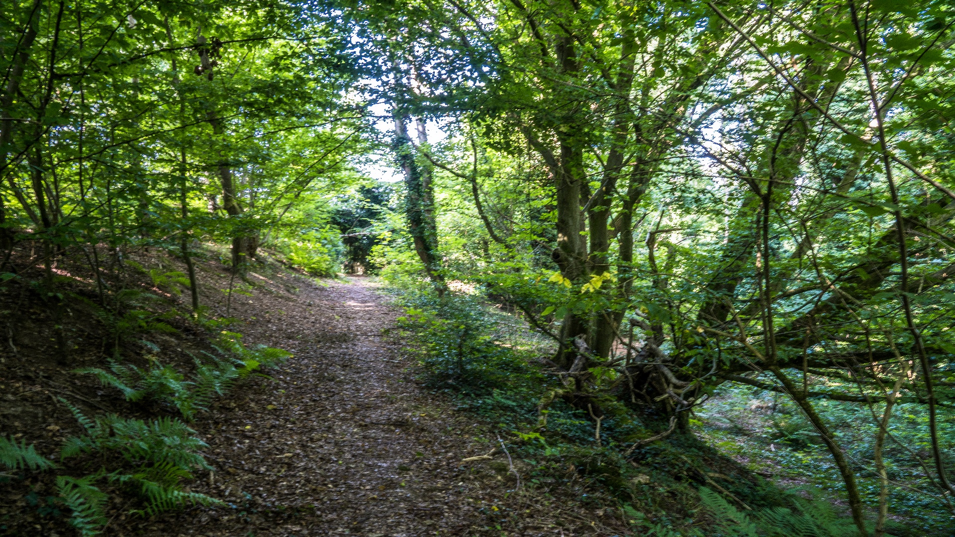 Naturschutzgebiet „Auf dem Knickbrink“