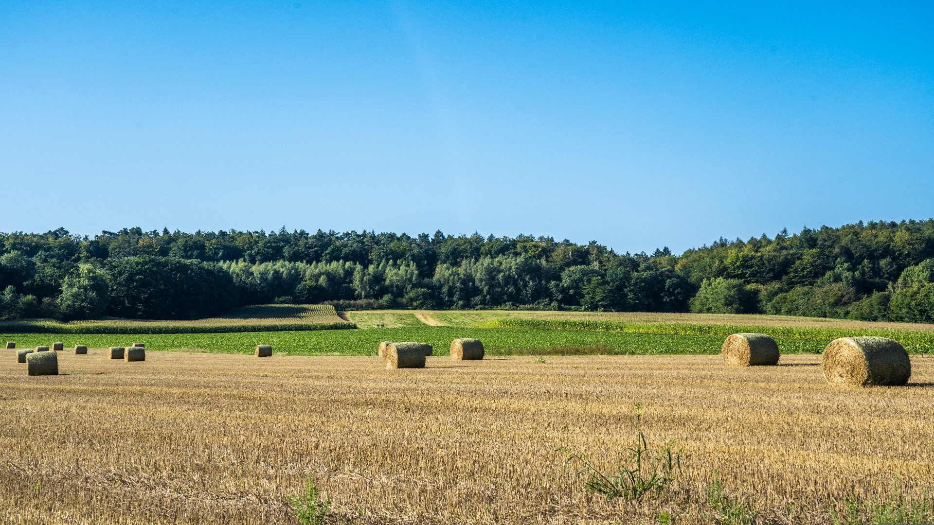 Niederwald bei Hessendorf