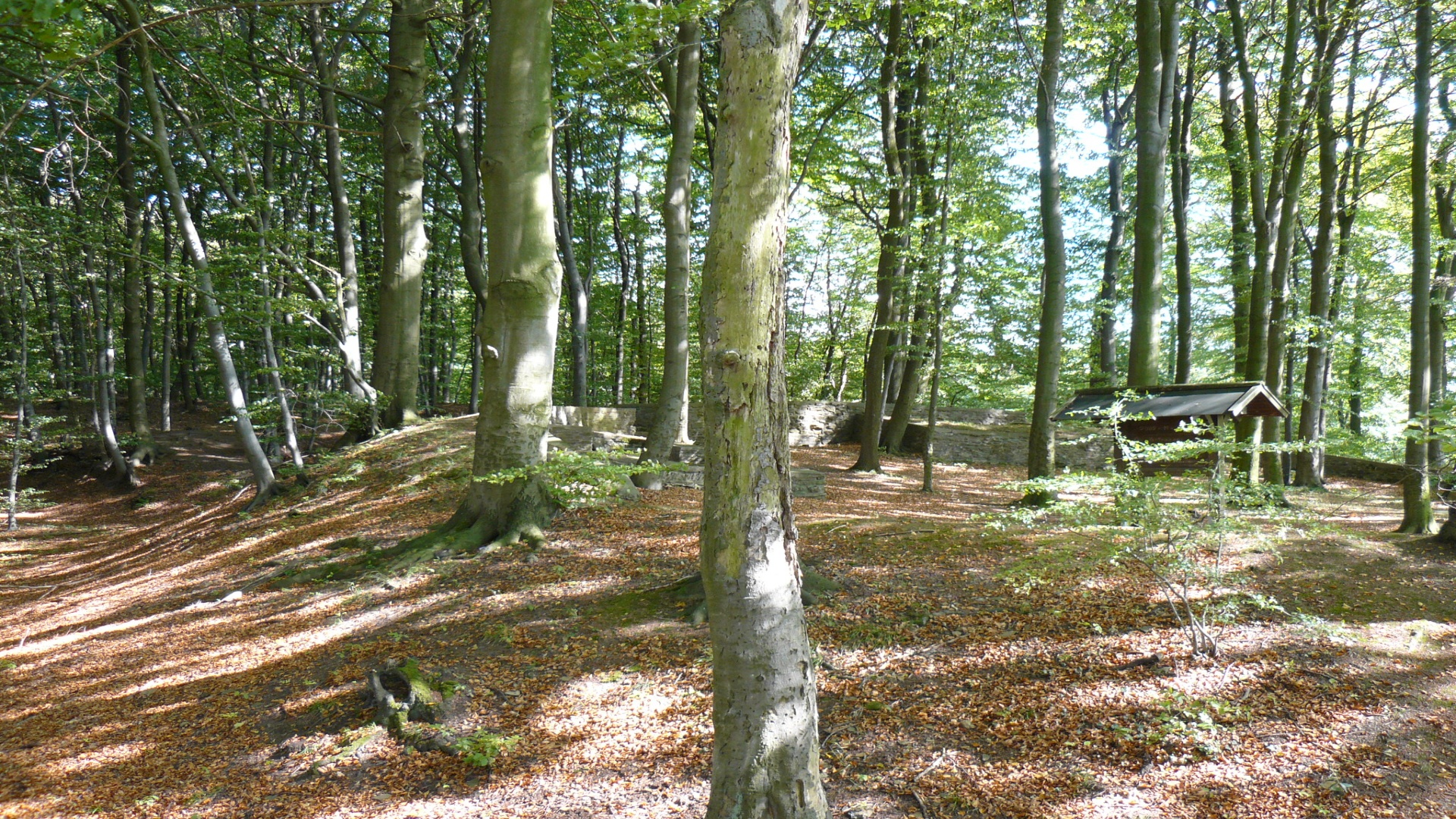 Ruine Frankenburg