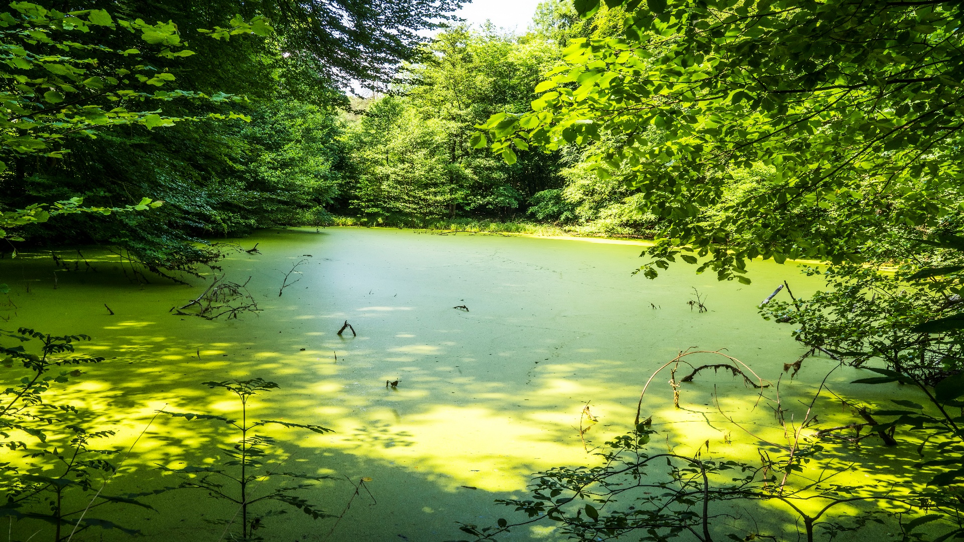 Arensburger Park - Hexenteiche