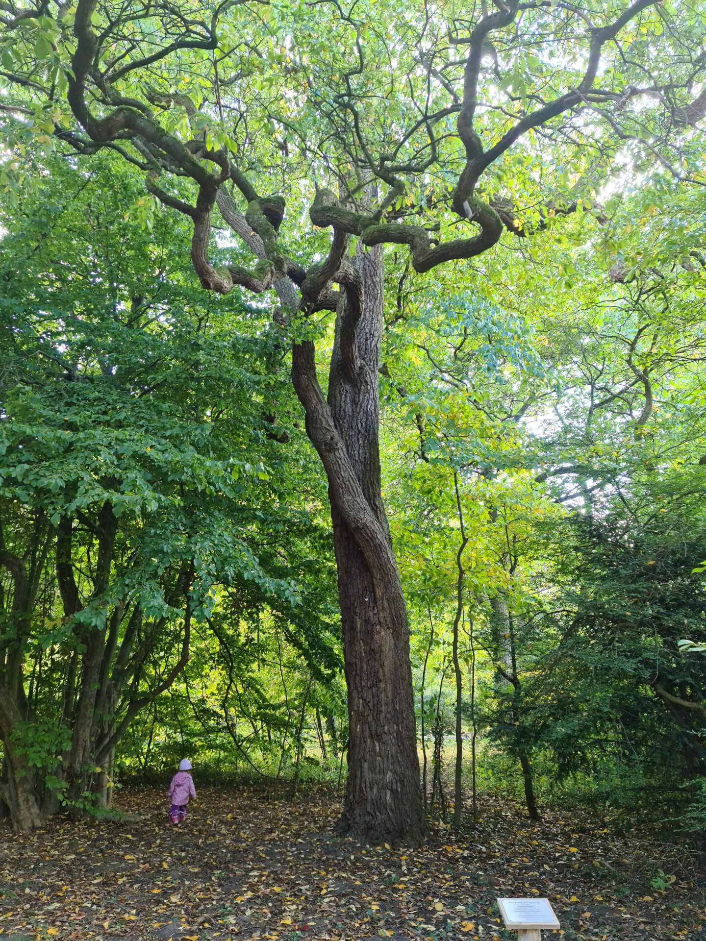 Forstbotanischer Garten