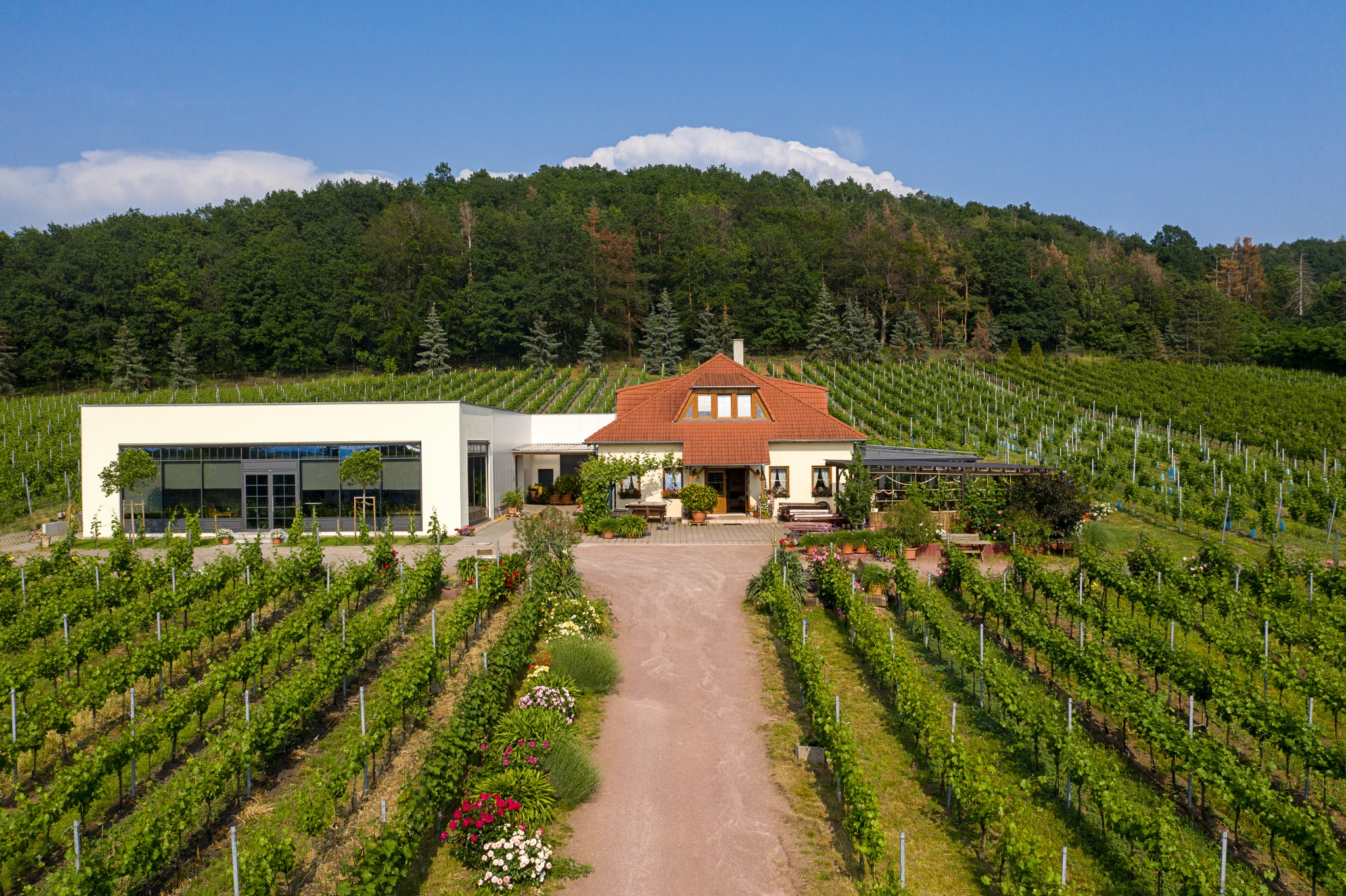 Weingut Matyas – Motiv