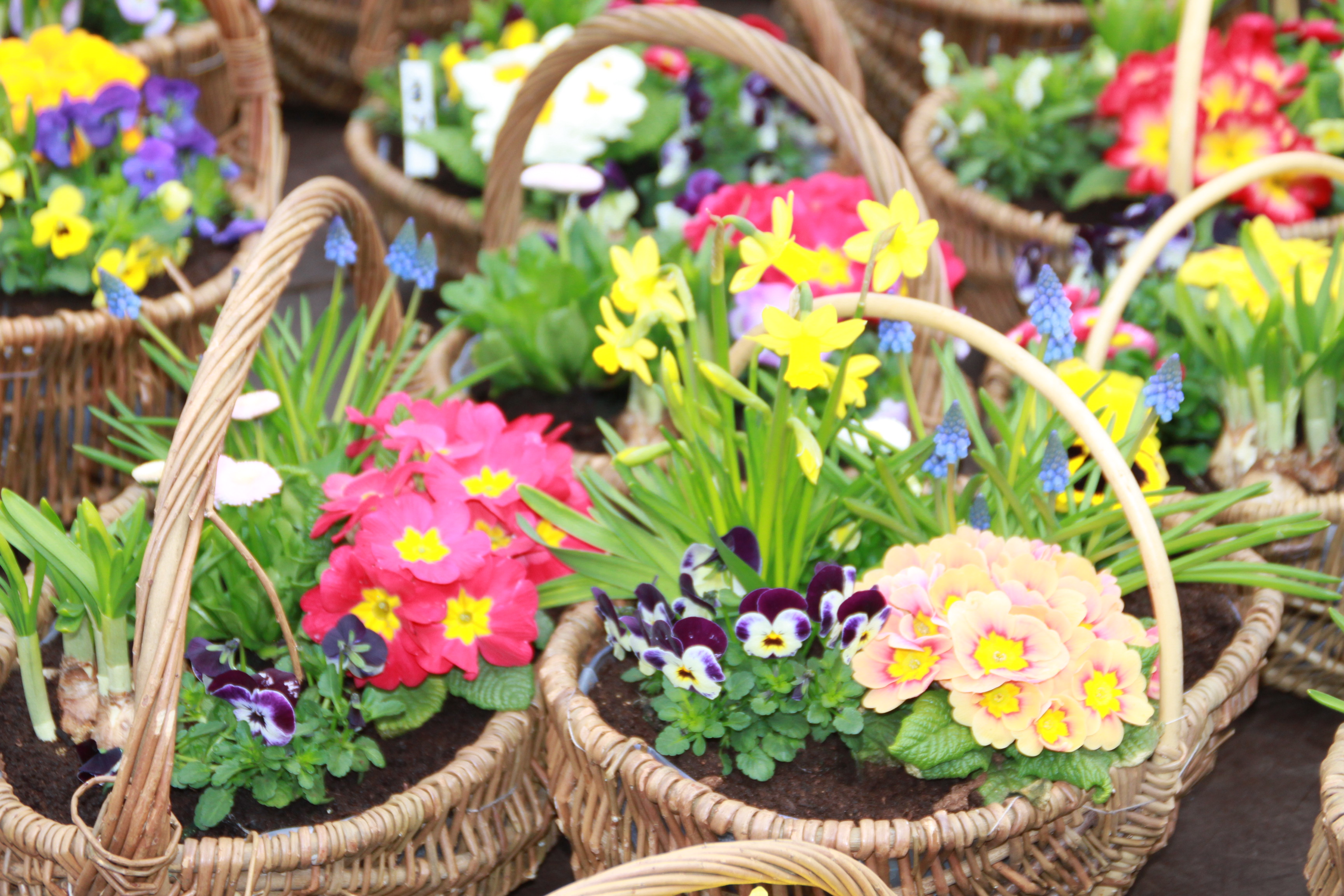 Verkaufsoffener Sonntag zum Frühlings- & Blumenmarkt