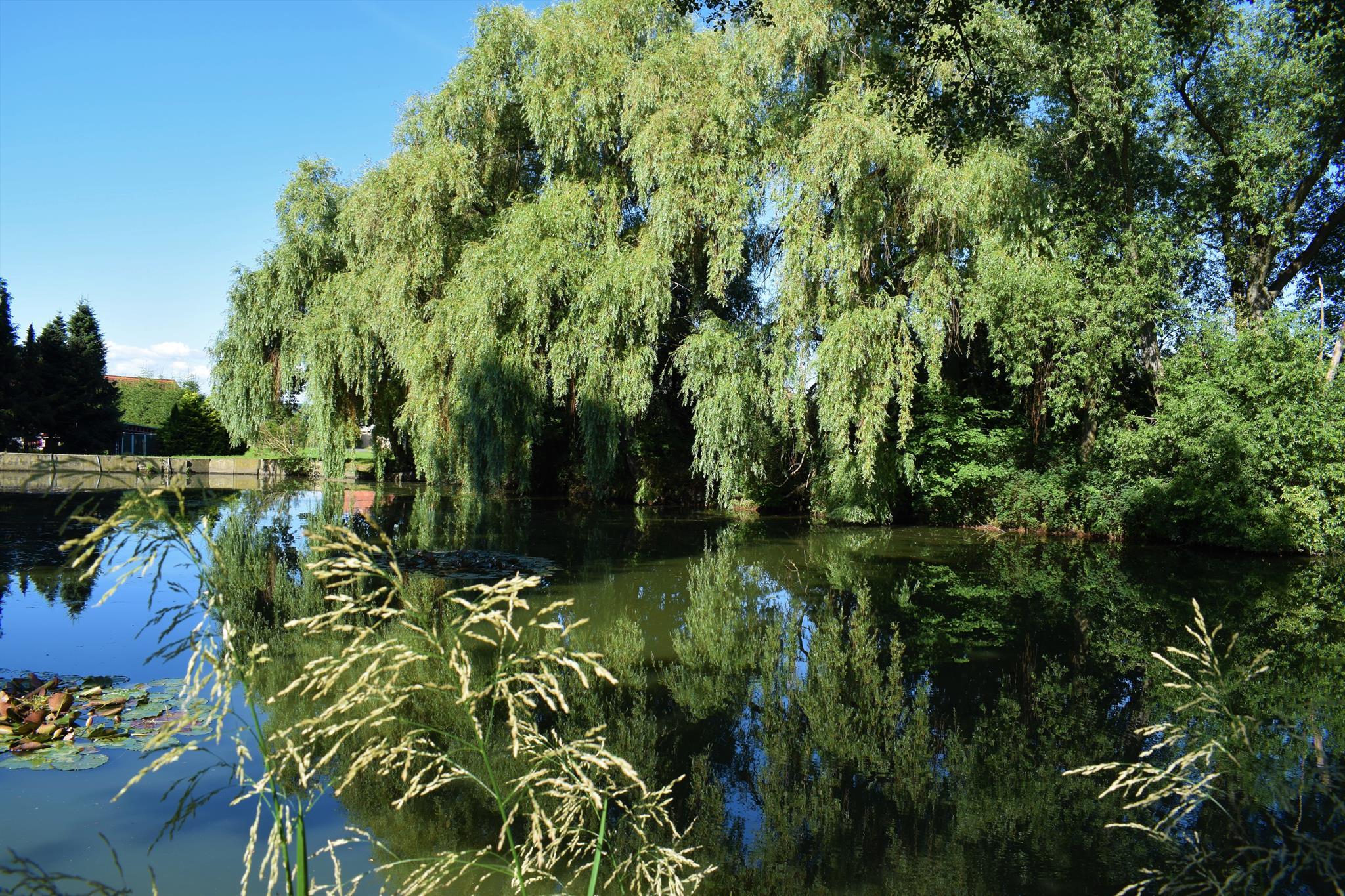 Vogelteich