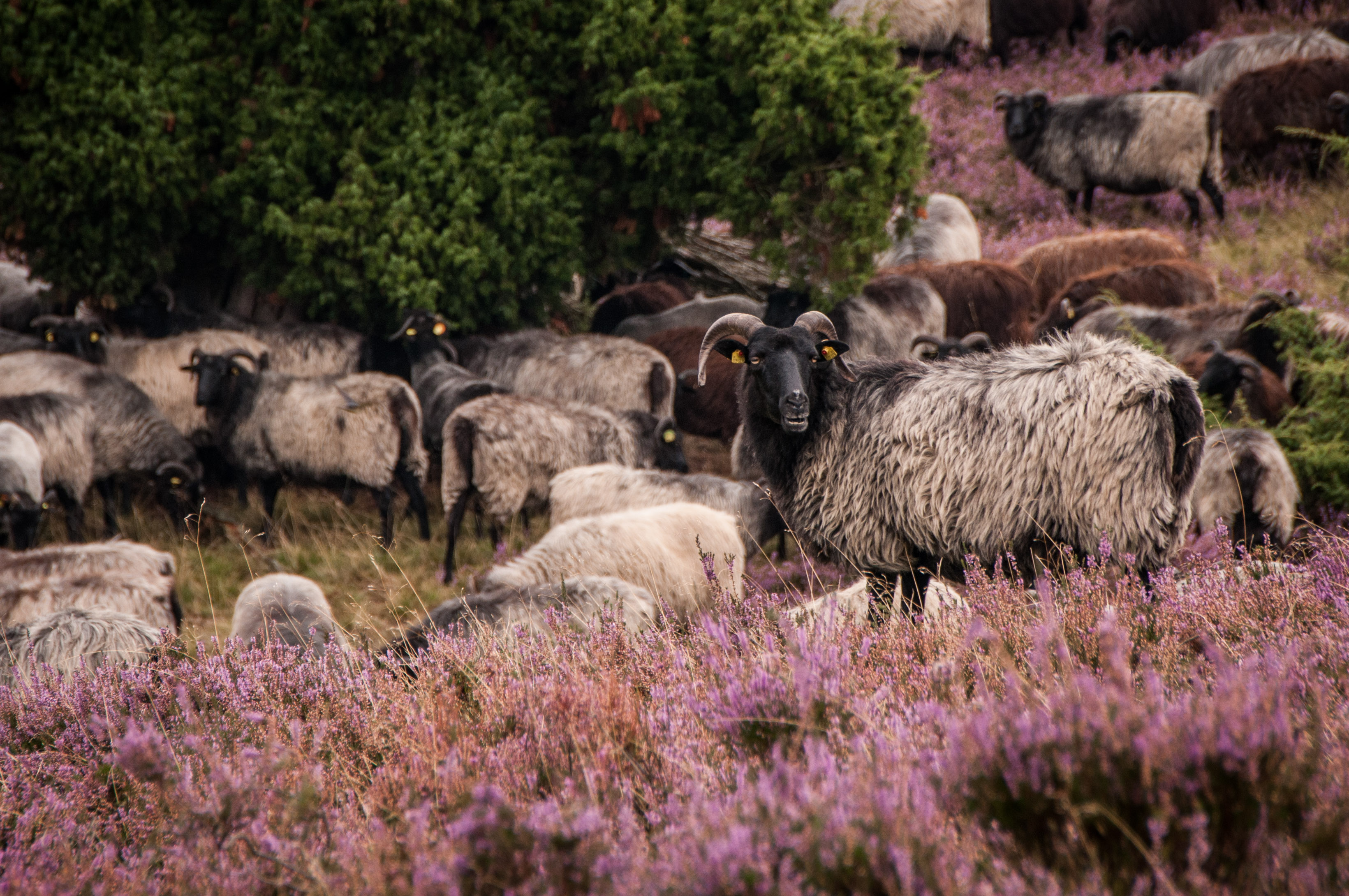 Lüneburger_Heide_Wildnis-&Kulturlandschaft_Schafe_c_Regio-Ranger.JPG