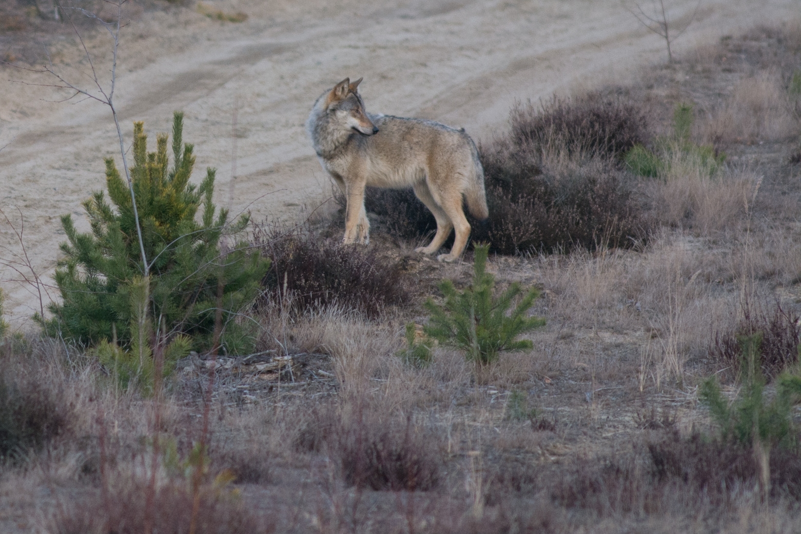 c_Regio-Ranger-Torsten-Beuster_142726.JPG