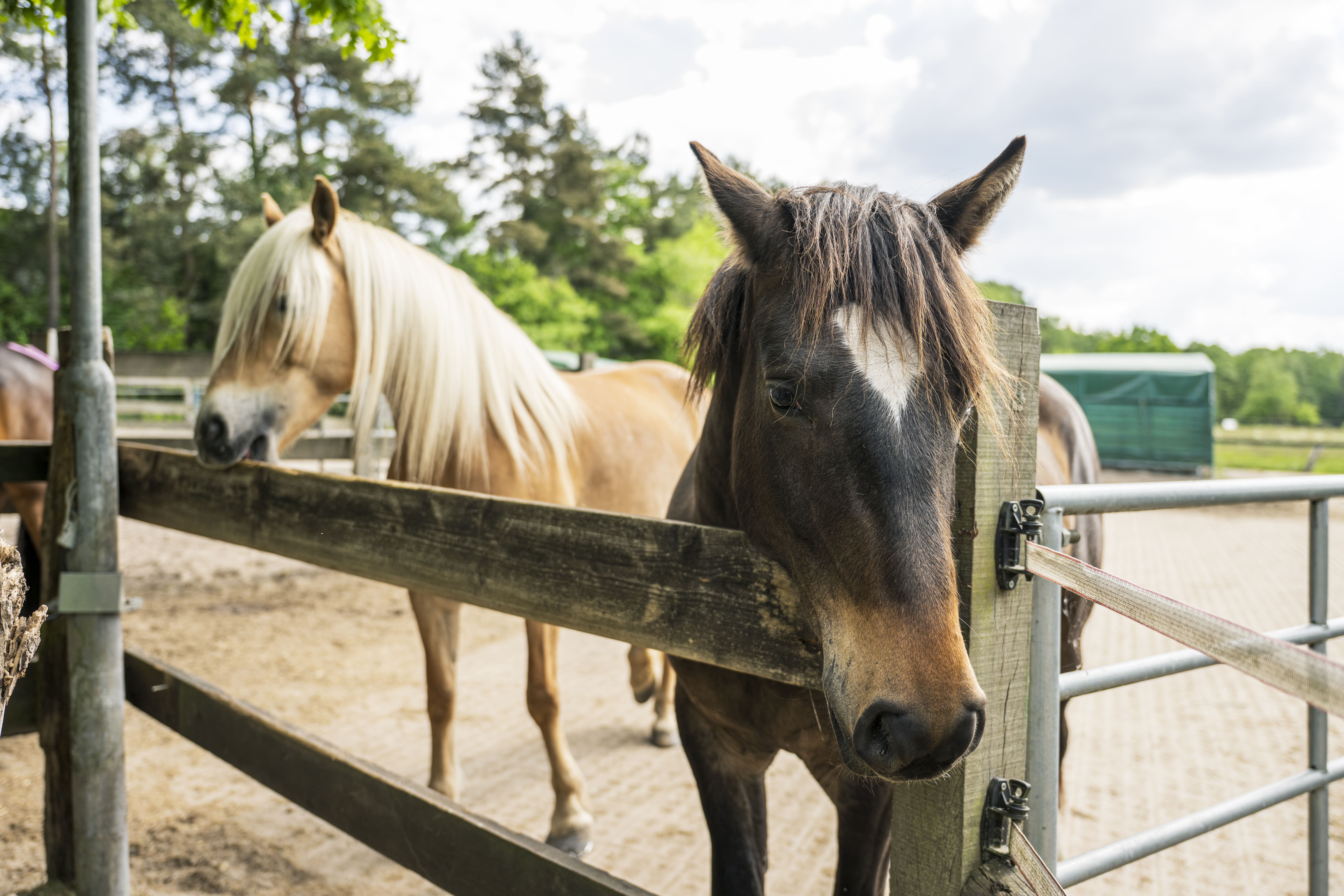Ponyclub Ohlendorf Jugendfarm
