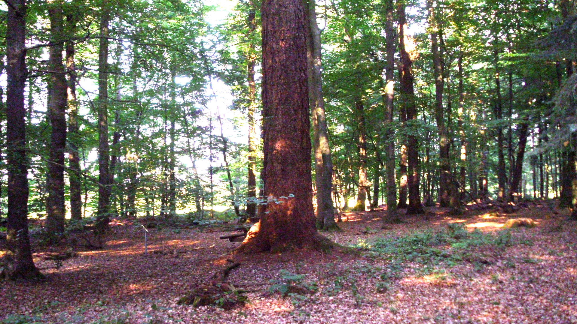 Riesendouglasie im Waldgebiet Höpen