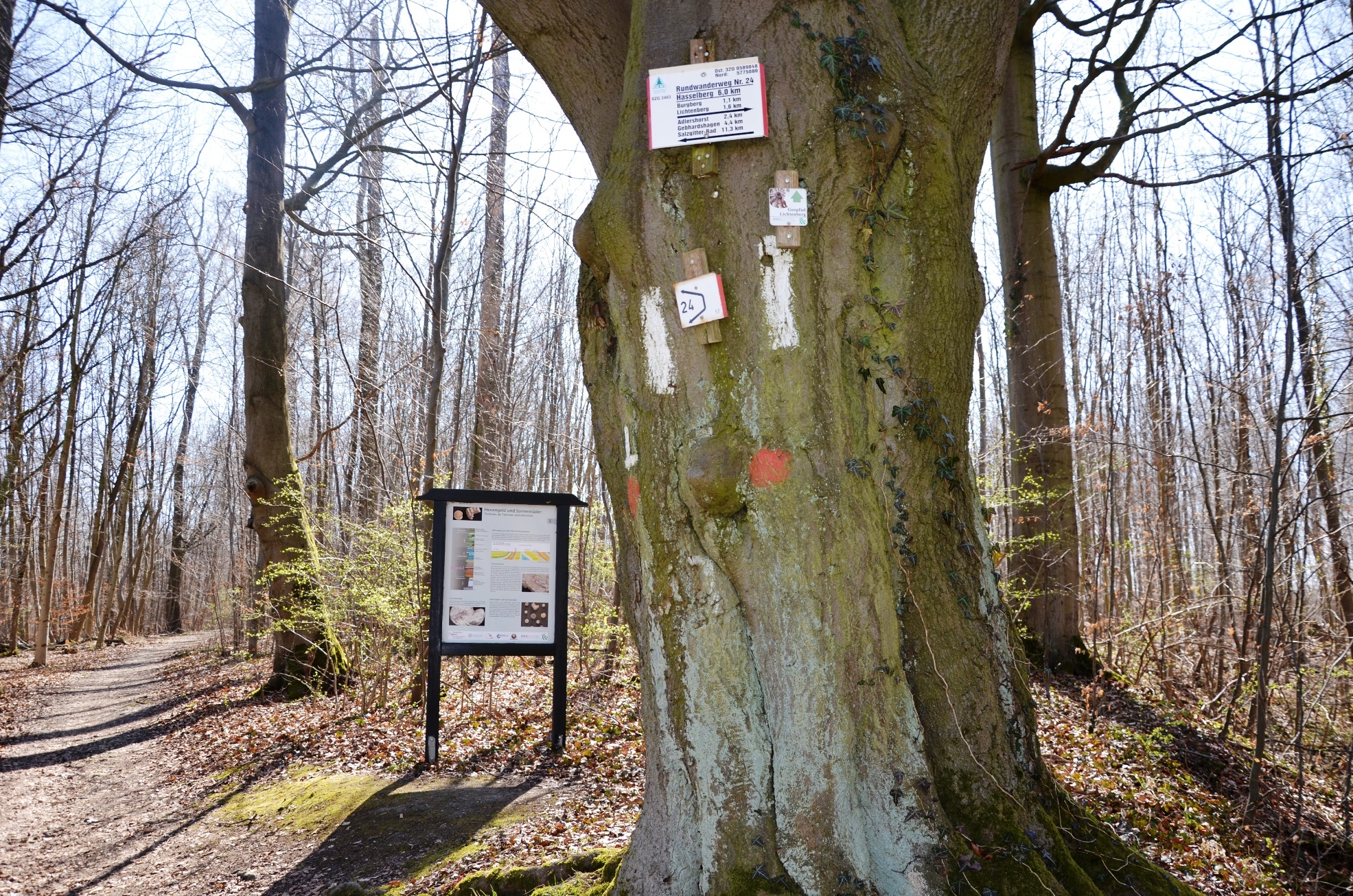 <p>Infostele zu Fossilien auf dem Geopfad Salzgitter-Lichtenberg</p>