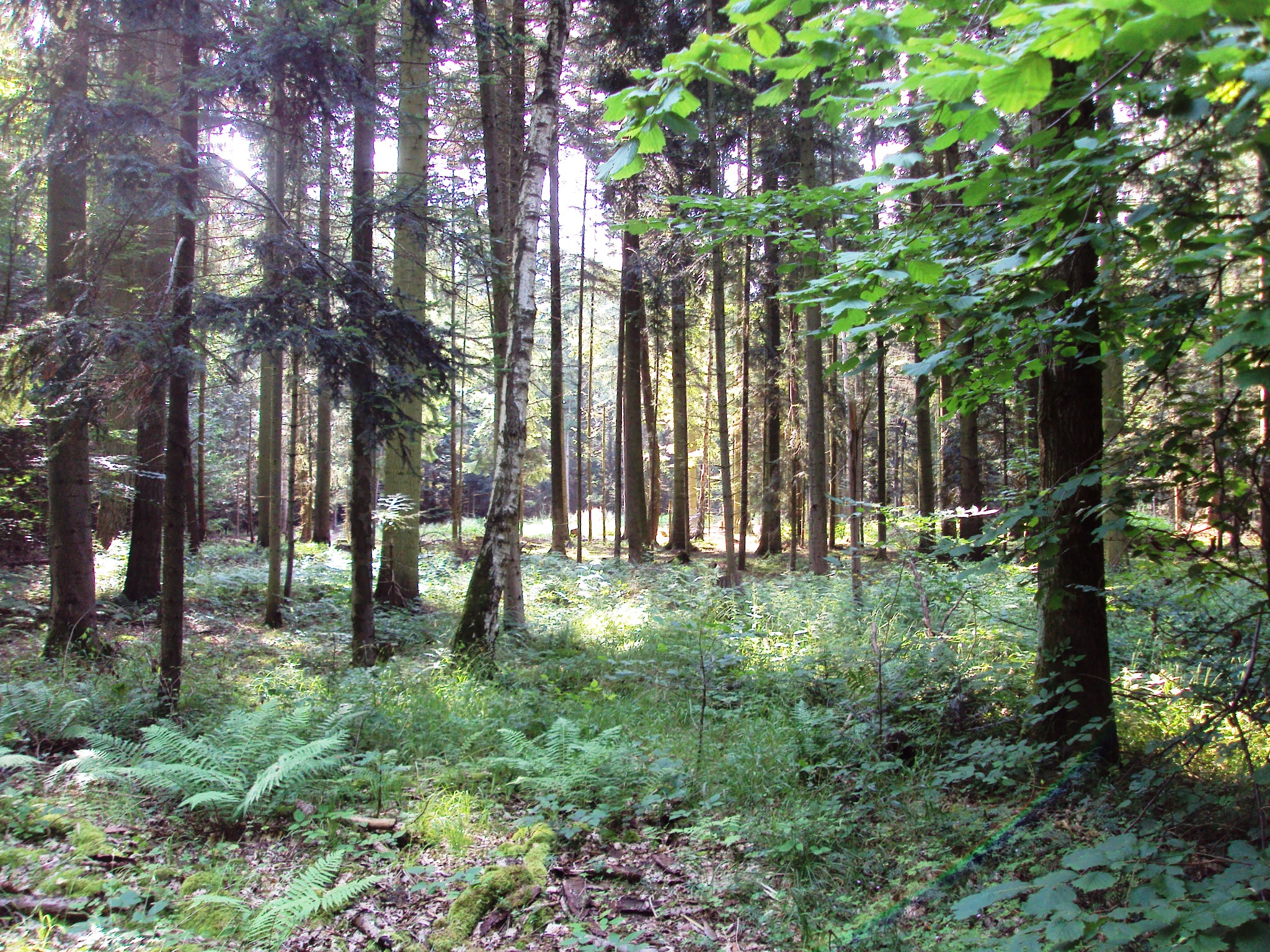 Ab Salder mit Geopfad Lichtenberg