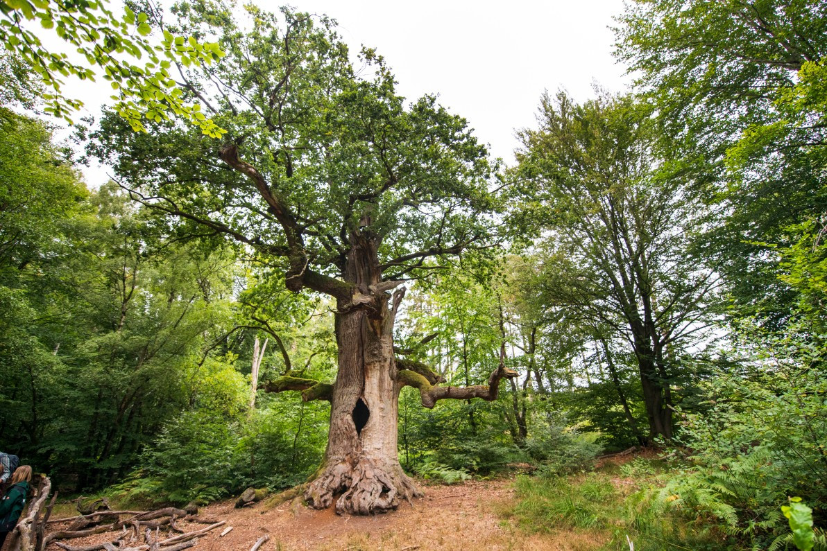Kamineiche im Urwald Sababurg-NPRW