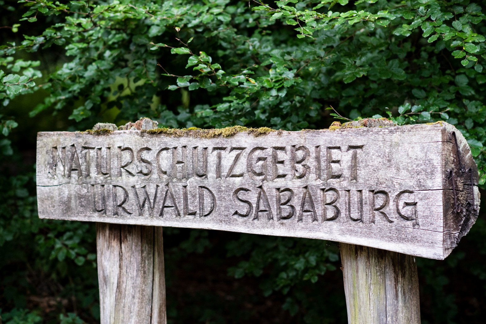Naturschutzgebiet Urwald Sababurg-NPRW