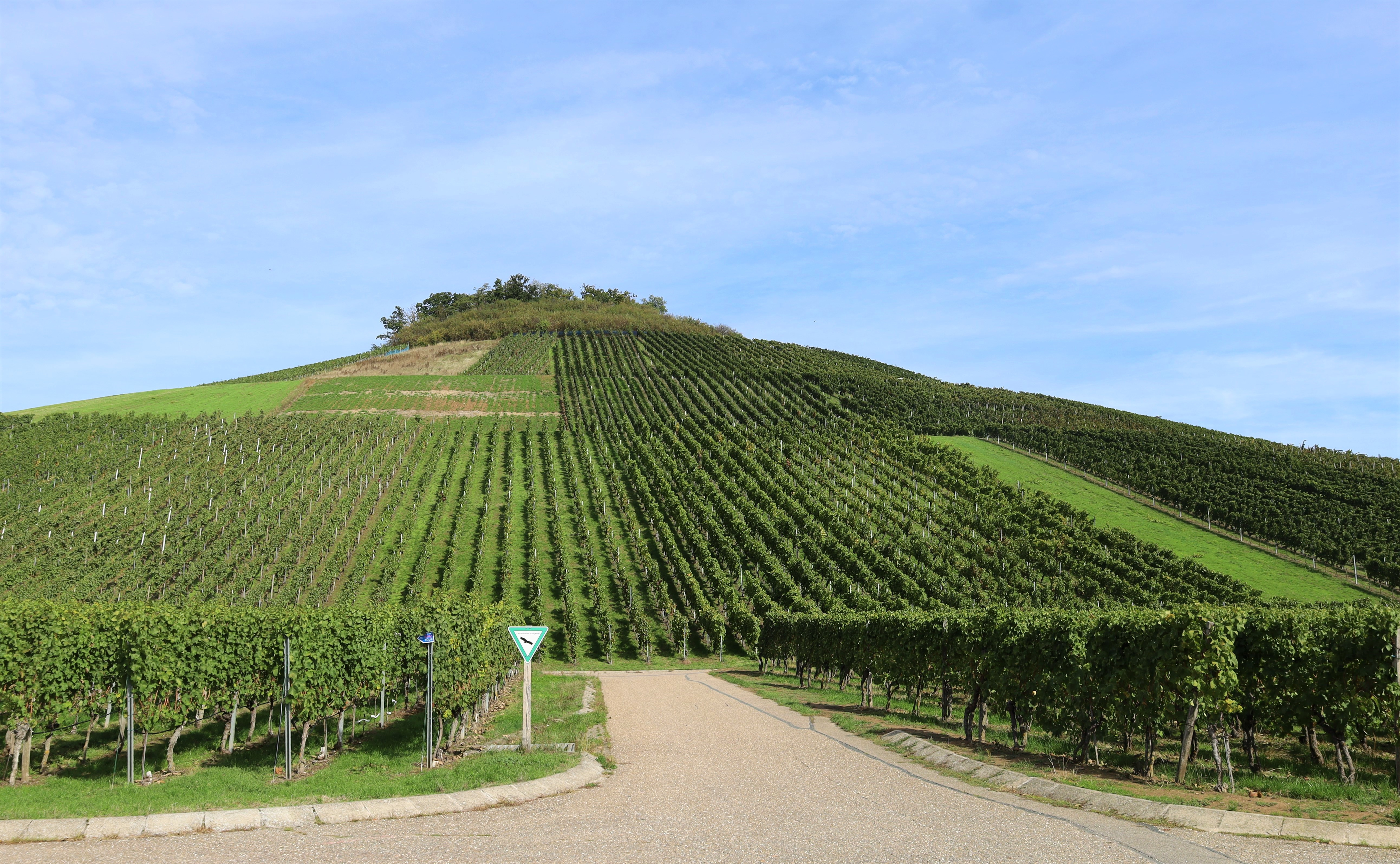 Weinberge am Mönchsbergsee