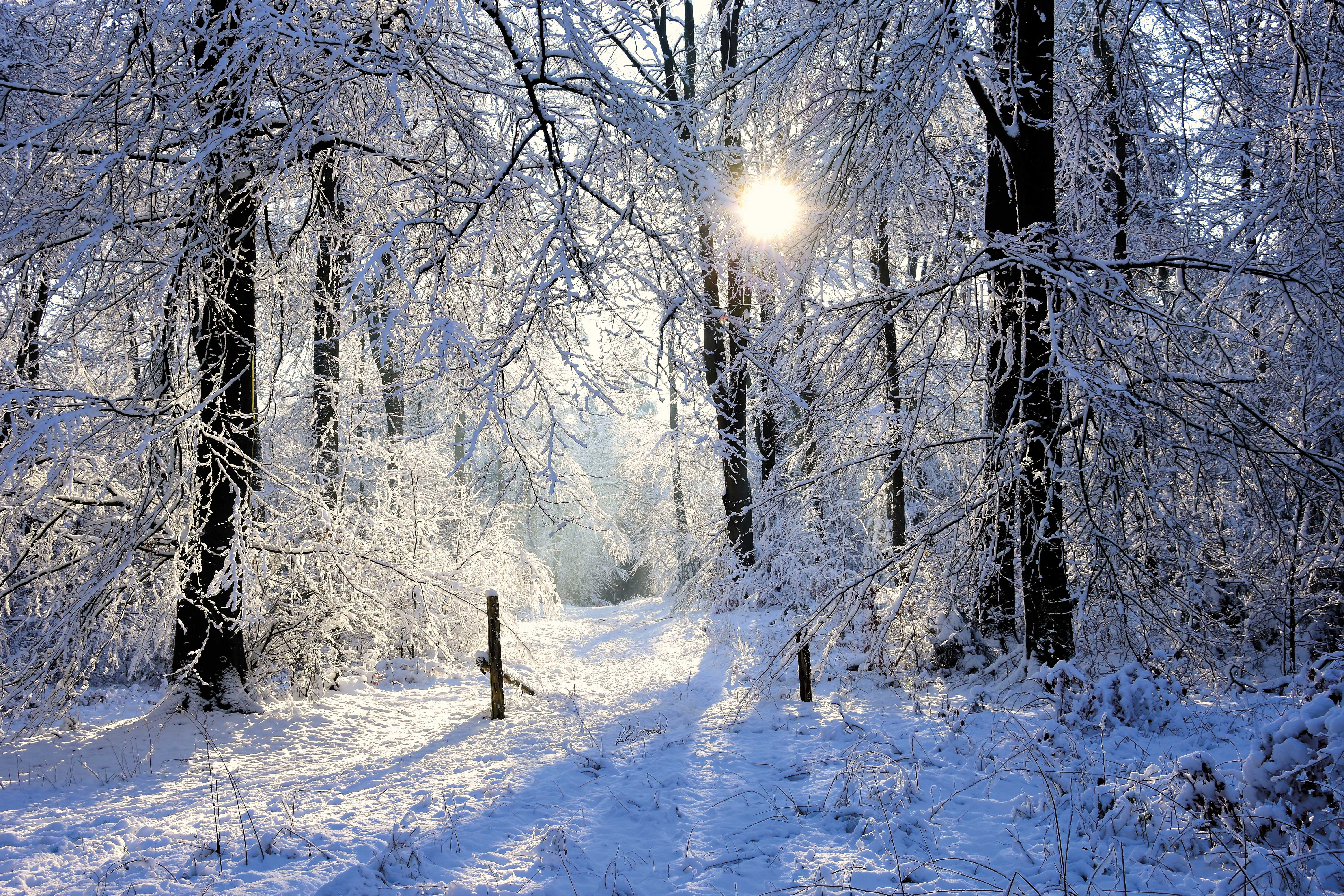 Waldweg im Schnee und Sonne