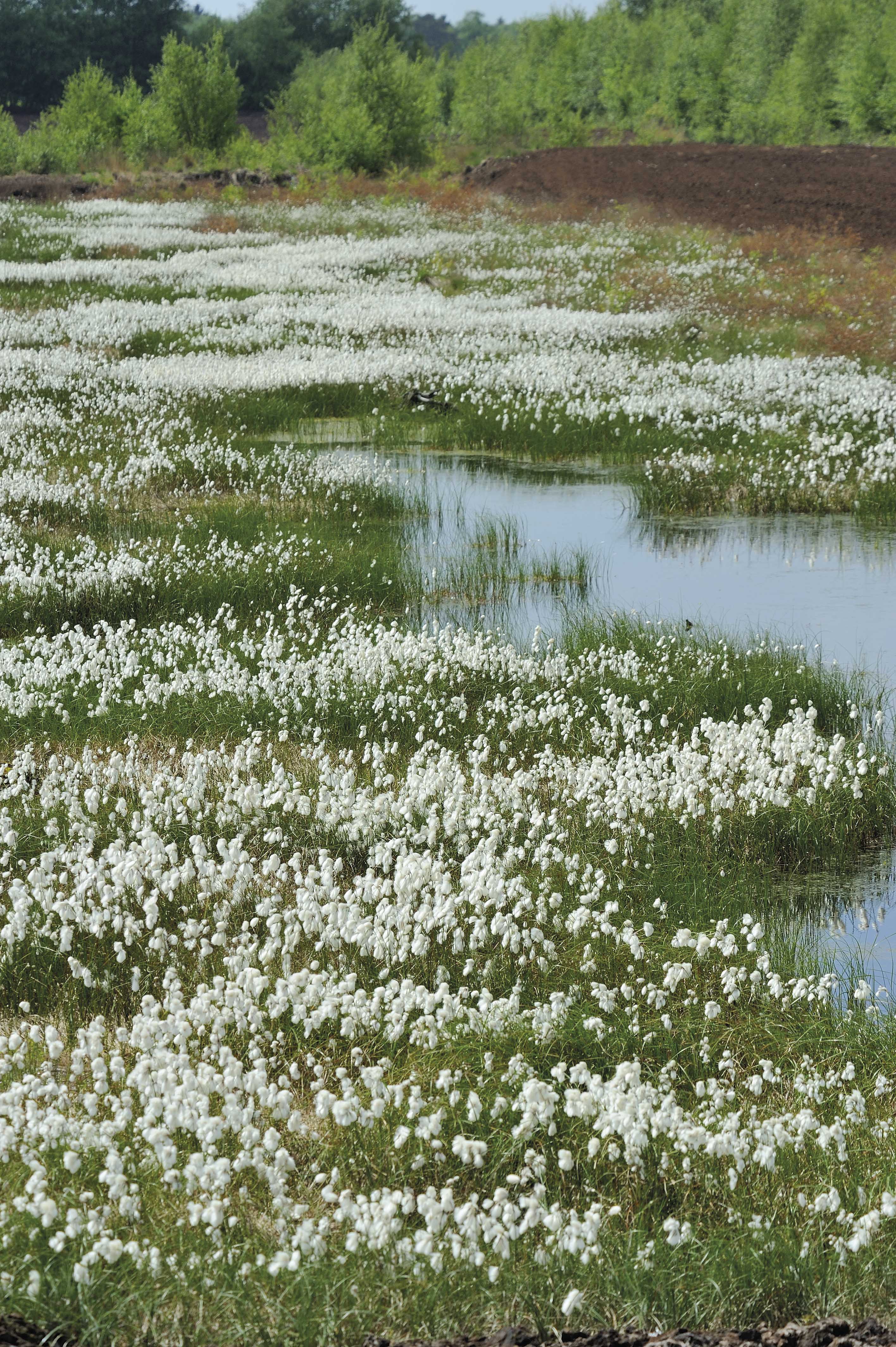 Wollgrasfläche mit Wasser