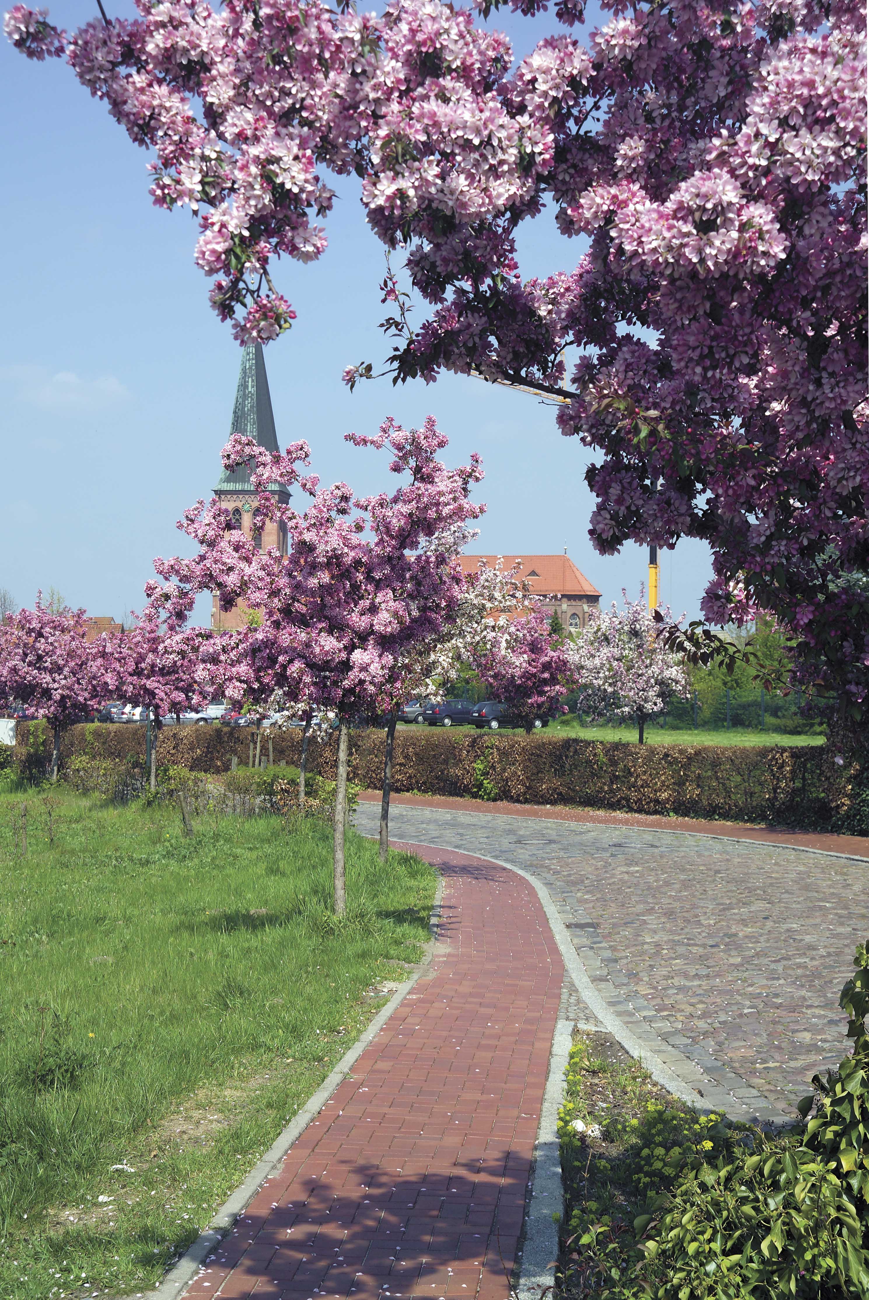 Ziegelstraße mit rosa Blüten