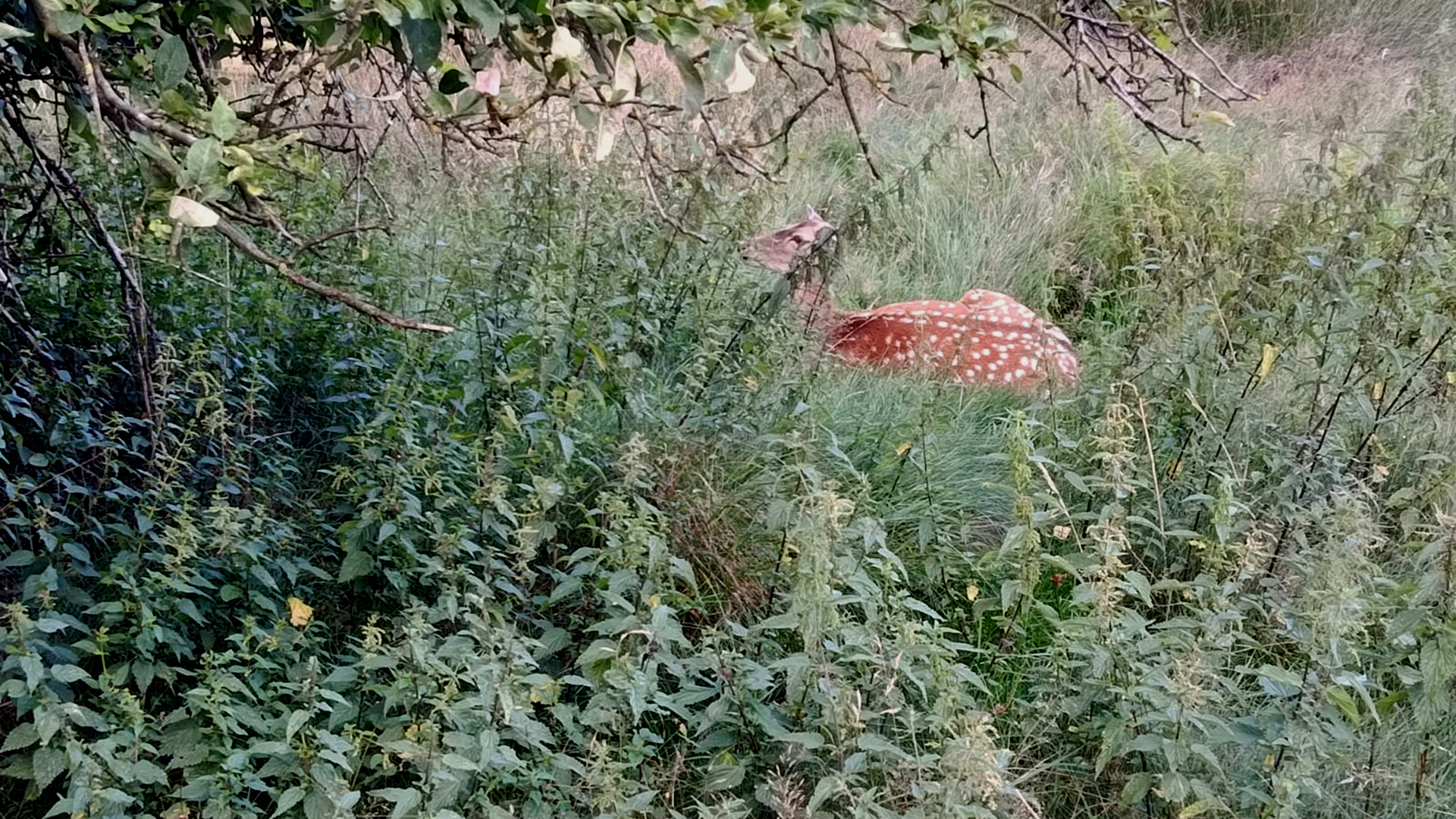 Damwildgehege am Rethbergsee