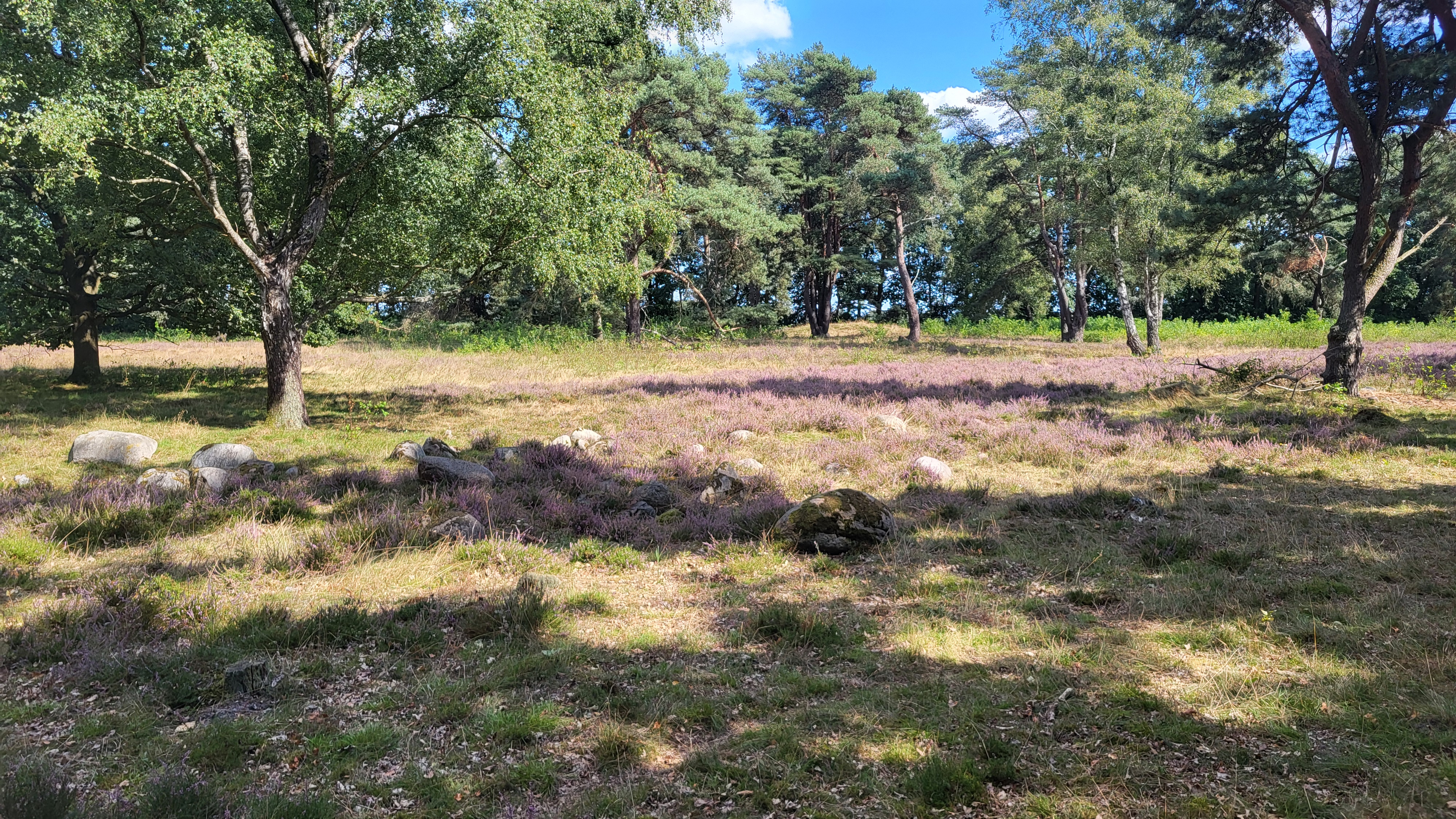 Hügelgräberheide am Wiesengrund