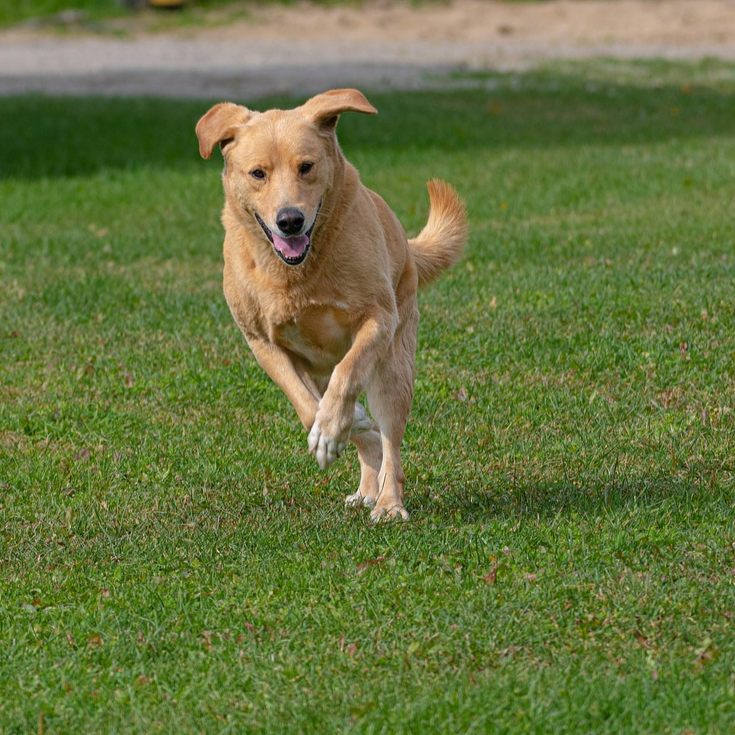 Hundefreilauffläche Hasenbült