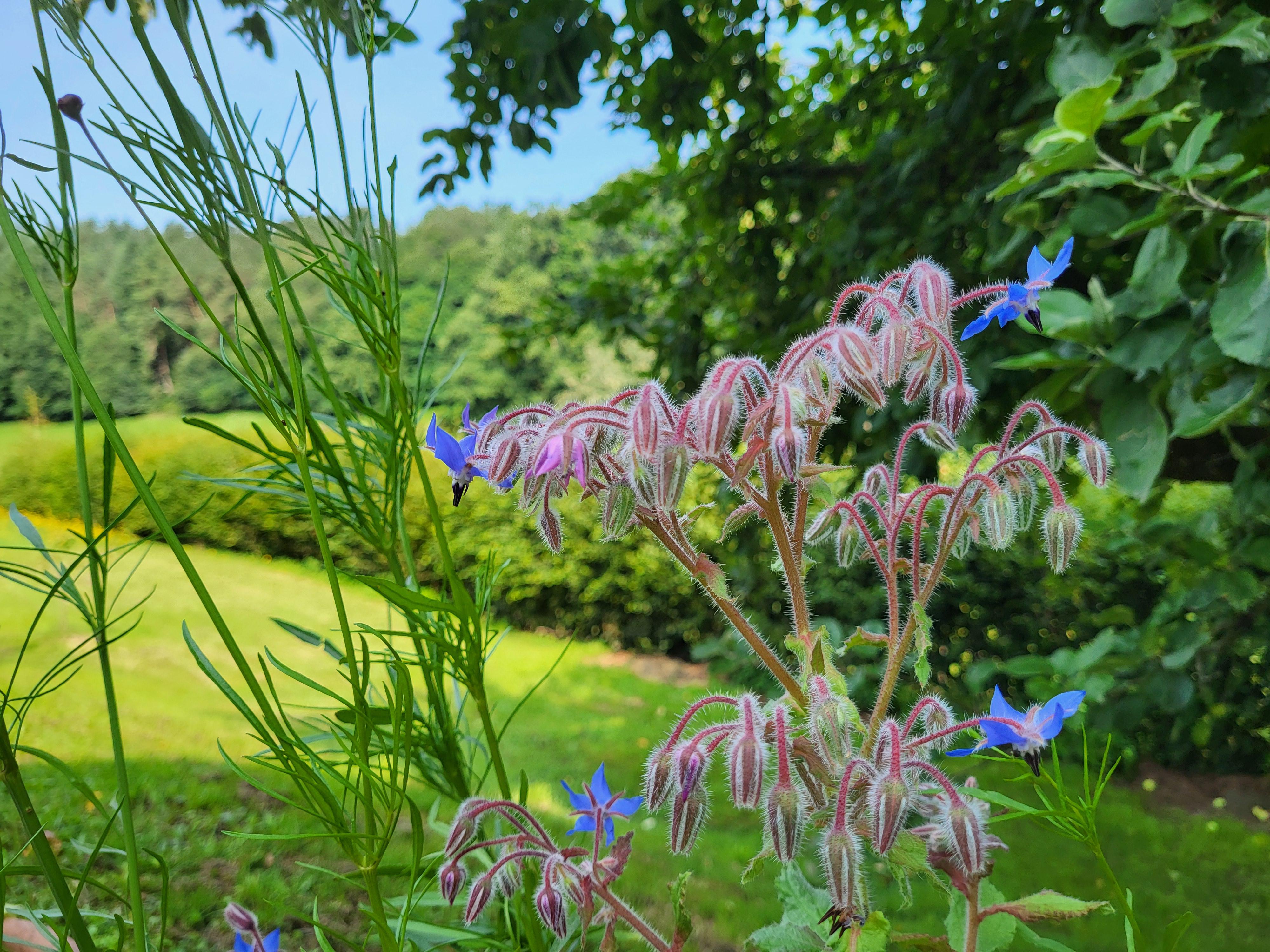 Großer Garten zum Entspannen