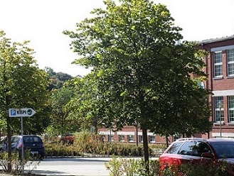 Parkplatz am KISPI Grünbach – Motiv