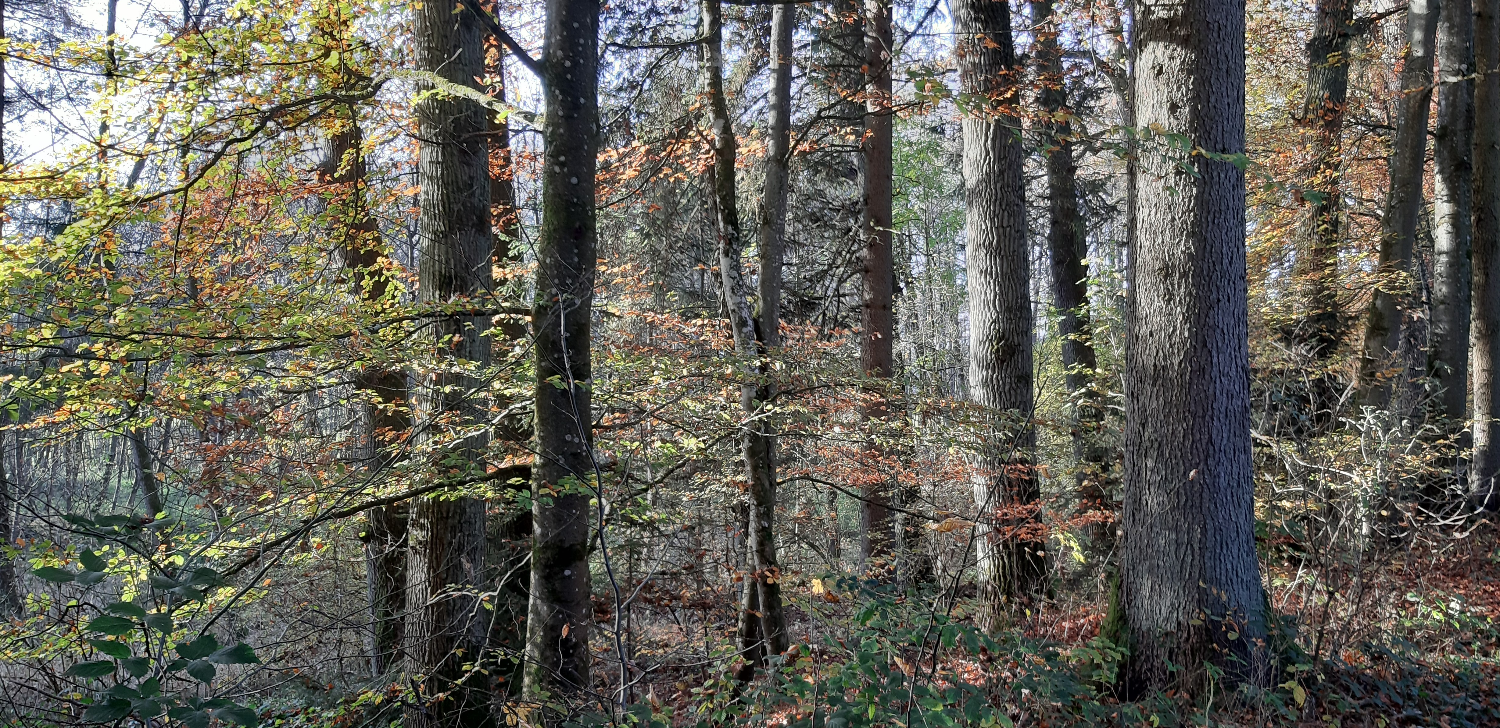 Im Takt der Natur: Uhren basteln im Wald – Vater-Kind-Vormittag für Väter mit Kindern von 6 bis 10 Jahren